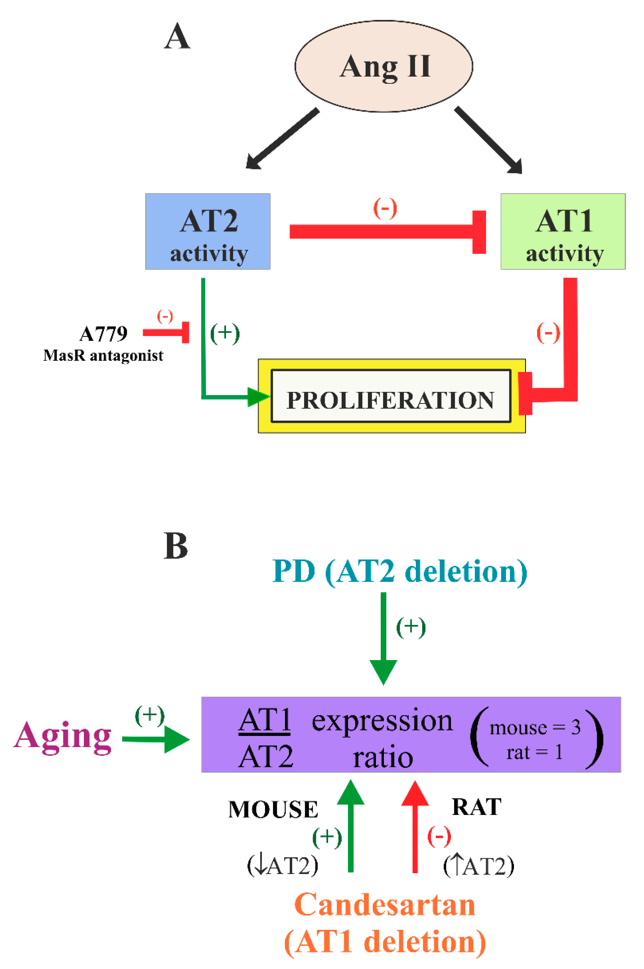 Cells 08 01551 g008 Cells 08 01551 g008