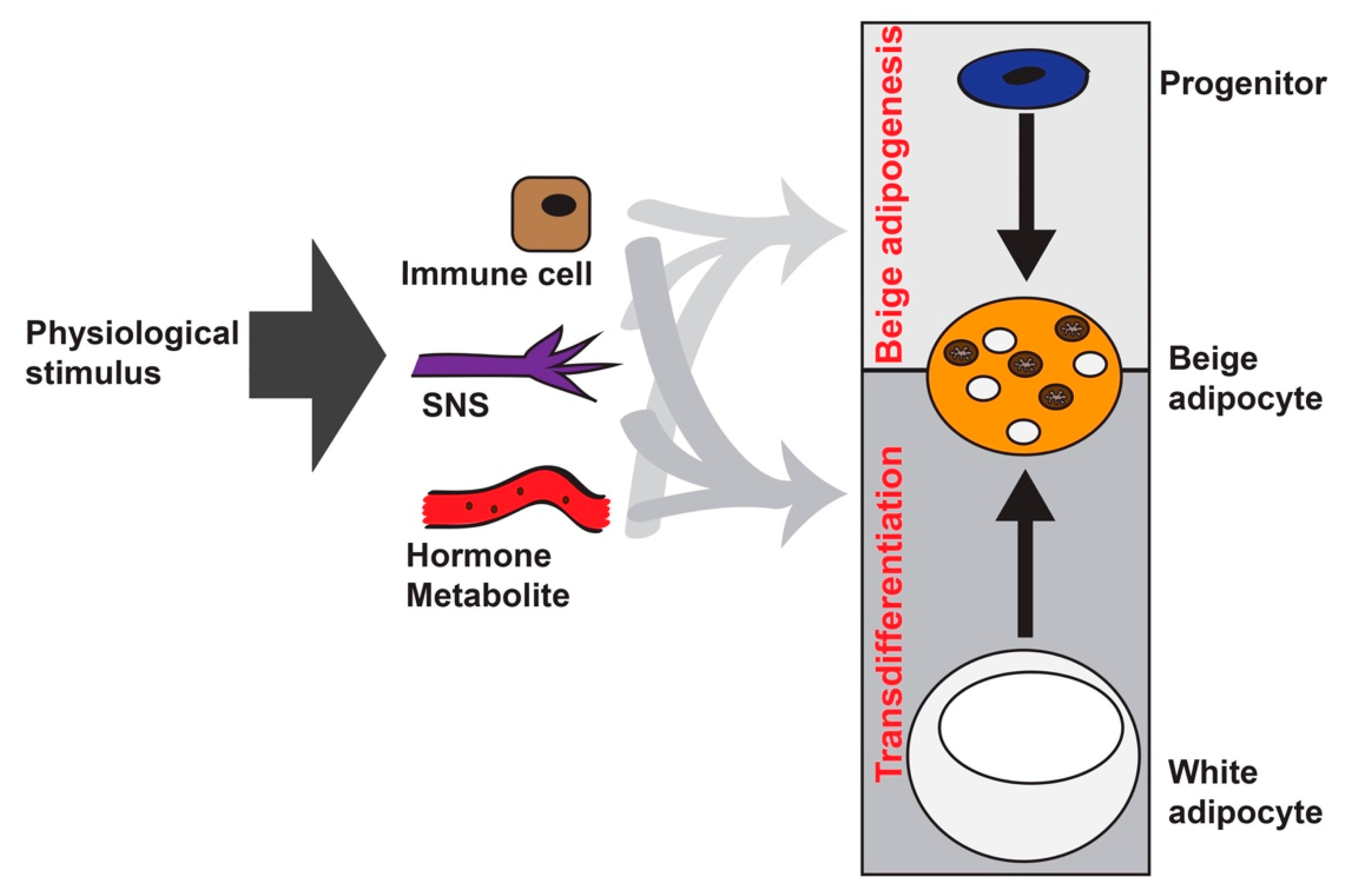 Cells 08 01552 g001 Cells 08 01552 g001