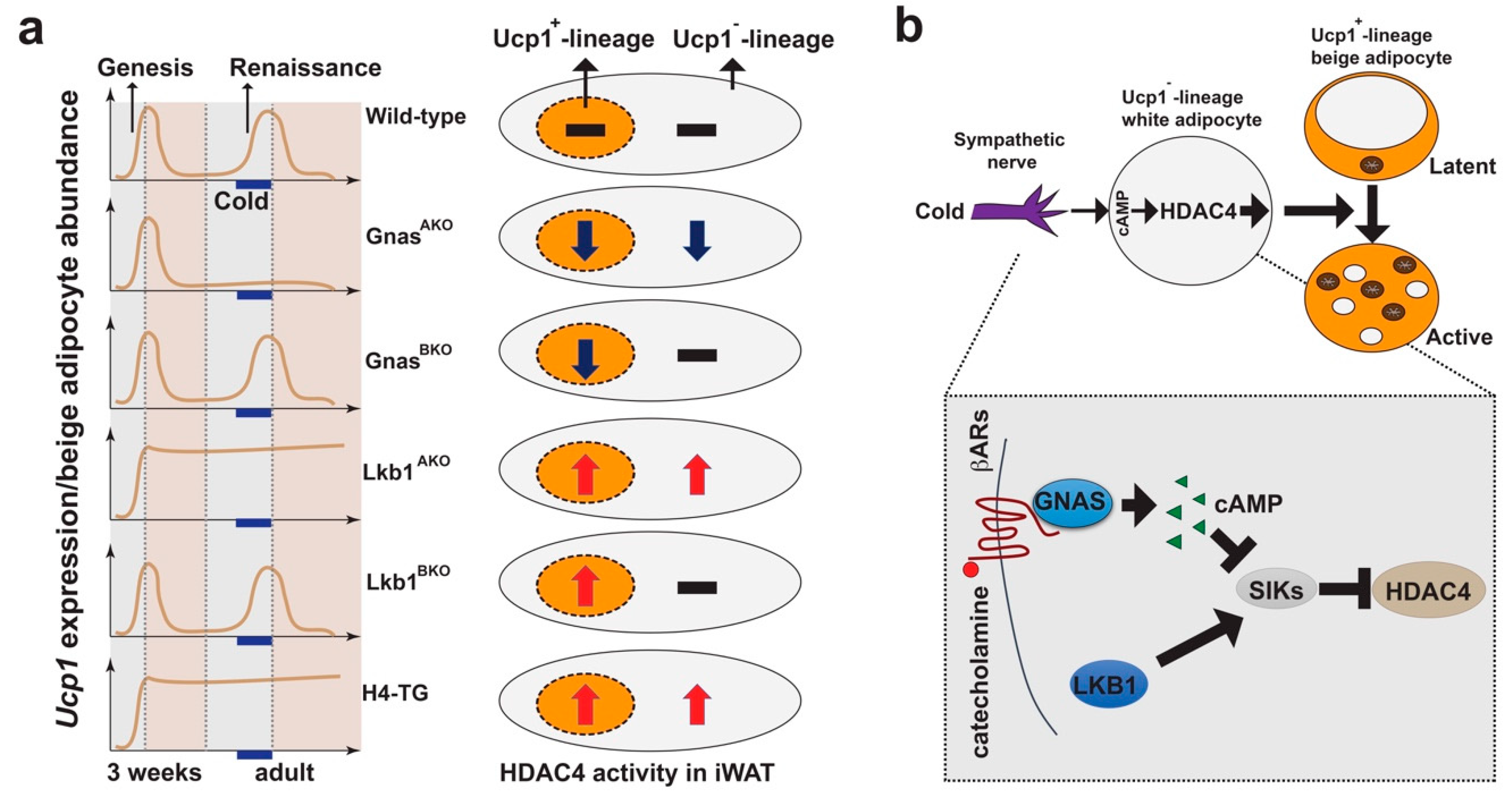 Cells 08 01552 g004 Cells 08 01552 g004