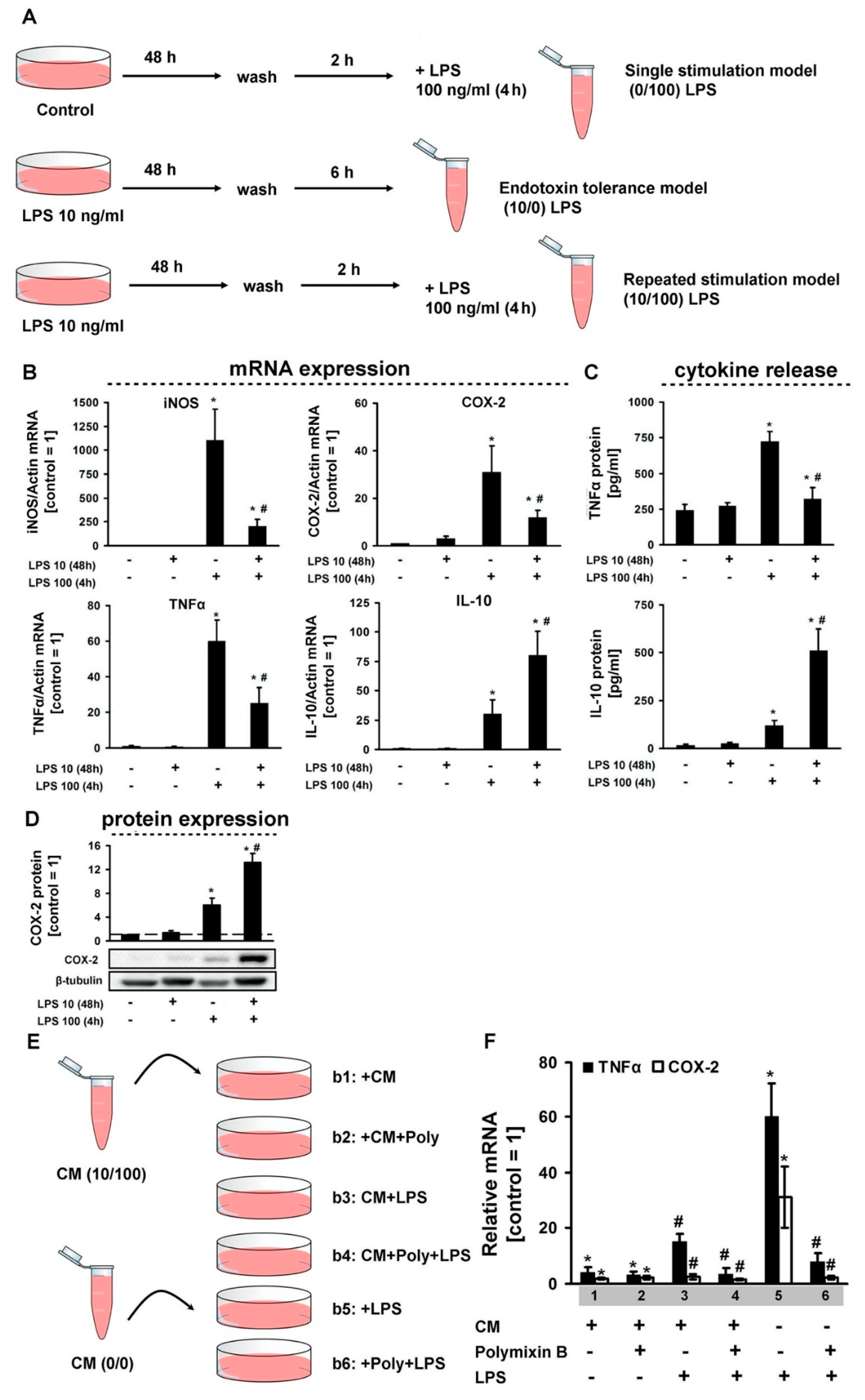 Cells 08 01553 g001 Cells 08 01553 g001