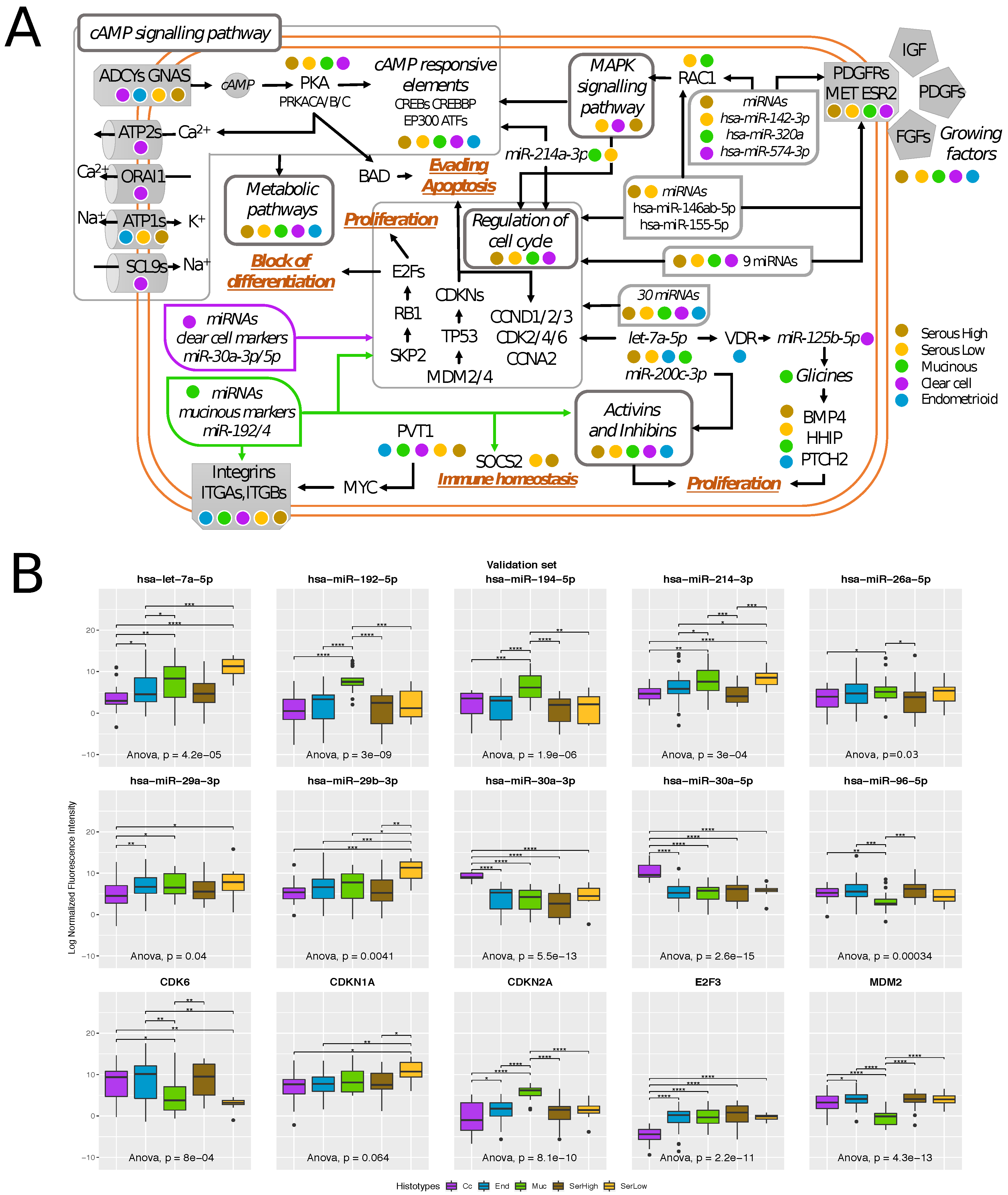 Cells 08 01554 g003 Cells 08 01554 g003