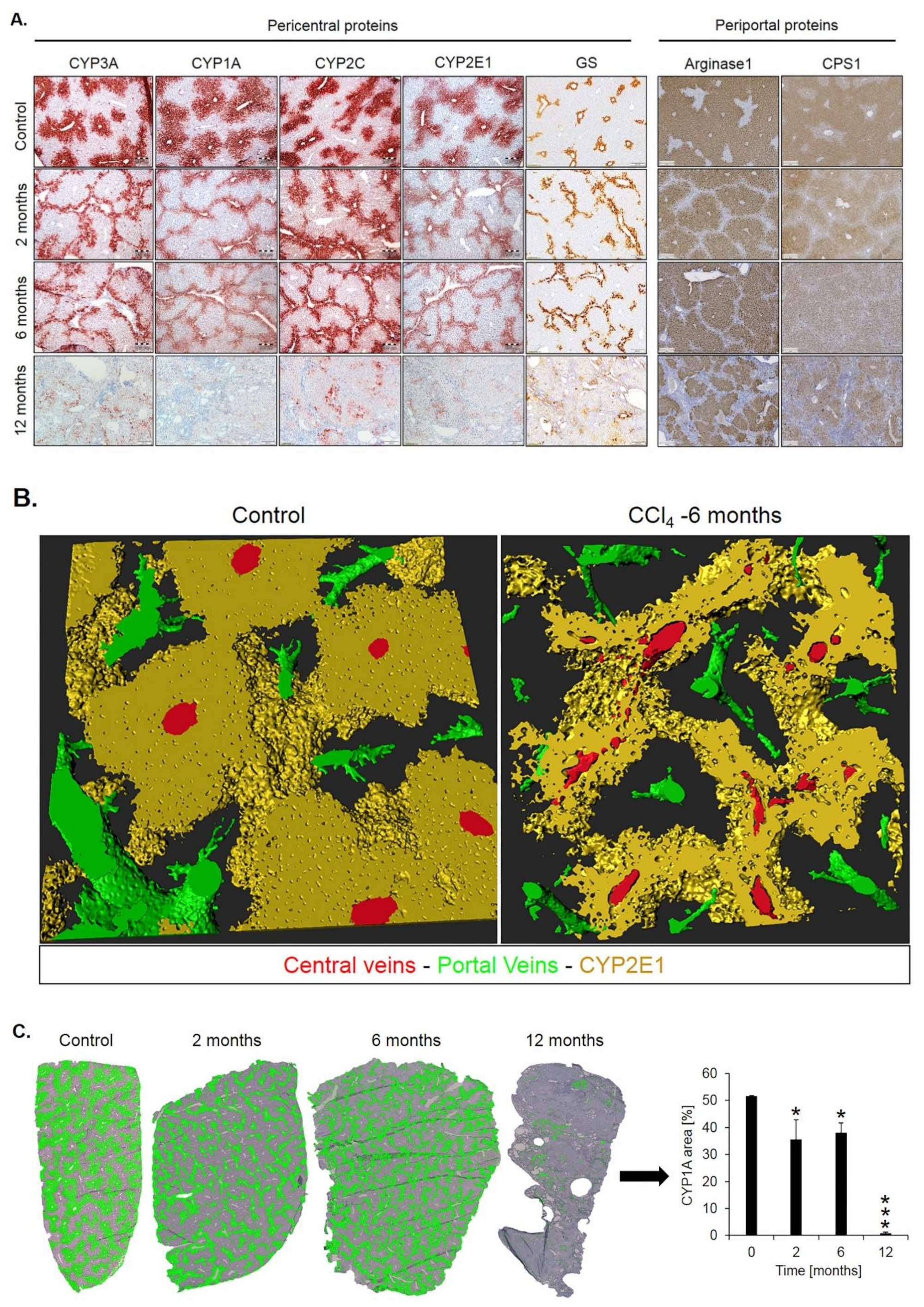 Cells 08 01556 g005a Cells 08 01556 g005a