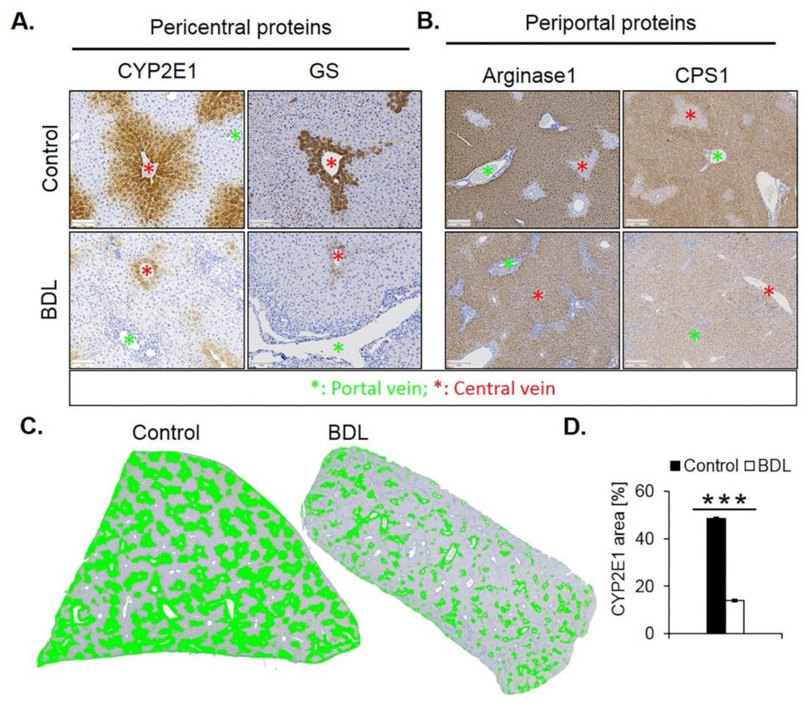 Cells 08 01556 g007 Cells 08 01556 g007