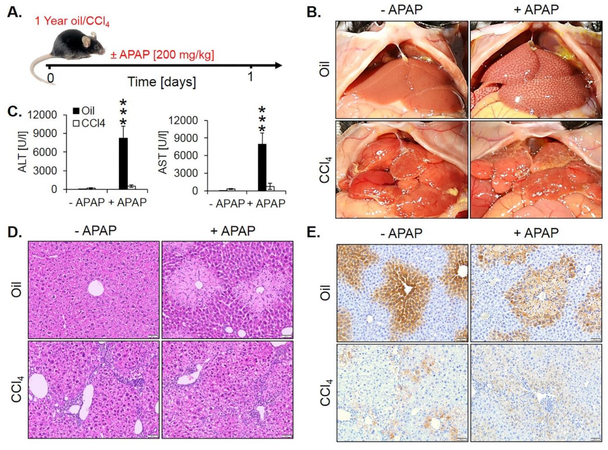 Cells 08 01556 g009 Cells 08 01556 g009