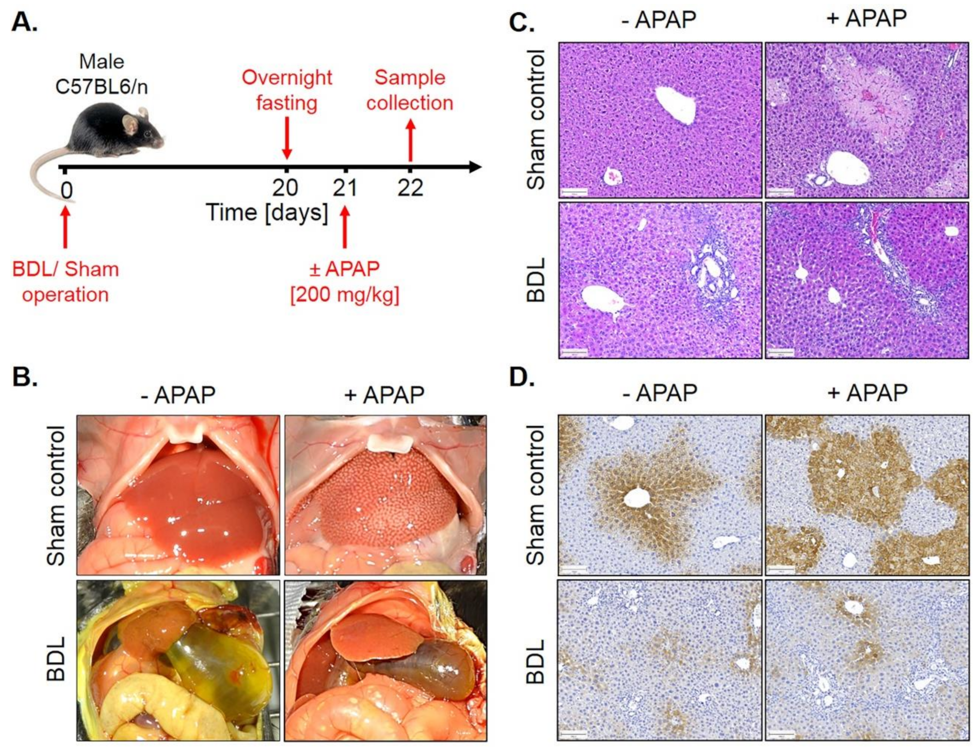 Cells 08 01556 g010 Cells 08 01556 g010