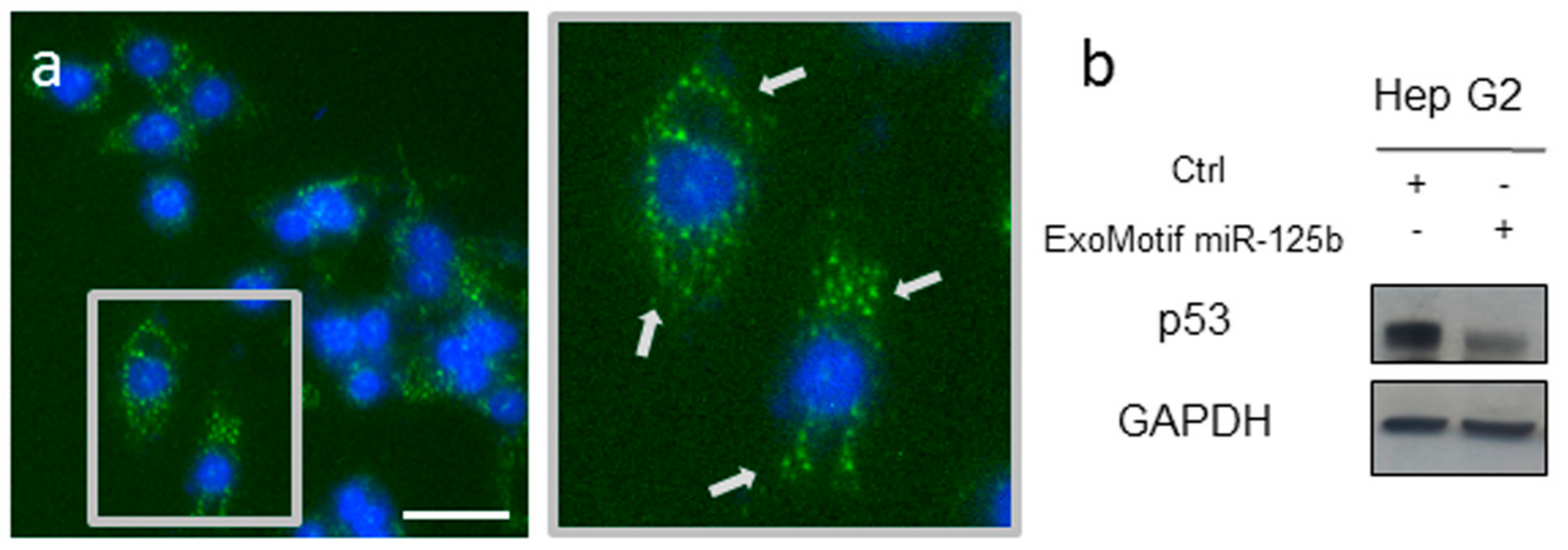 Cells 08 01560 g001 Cells 08 01560 g001