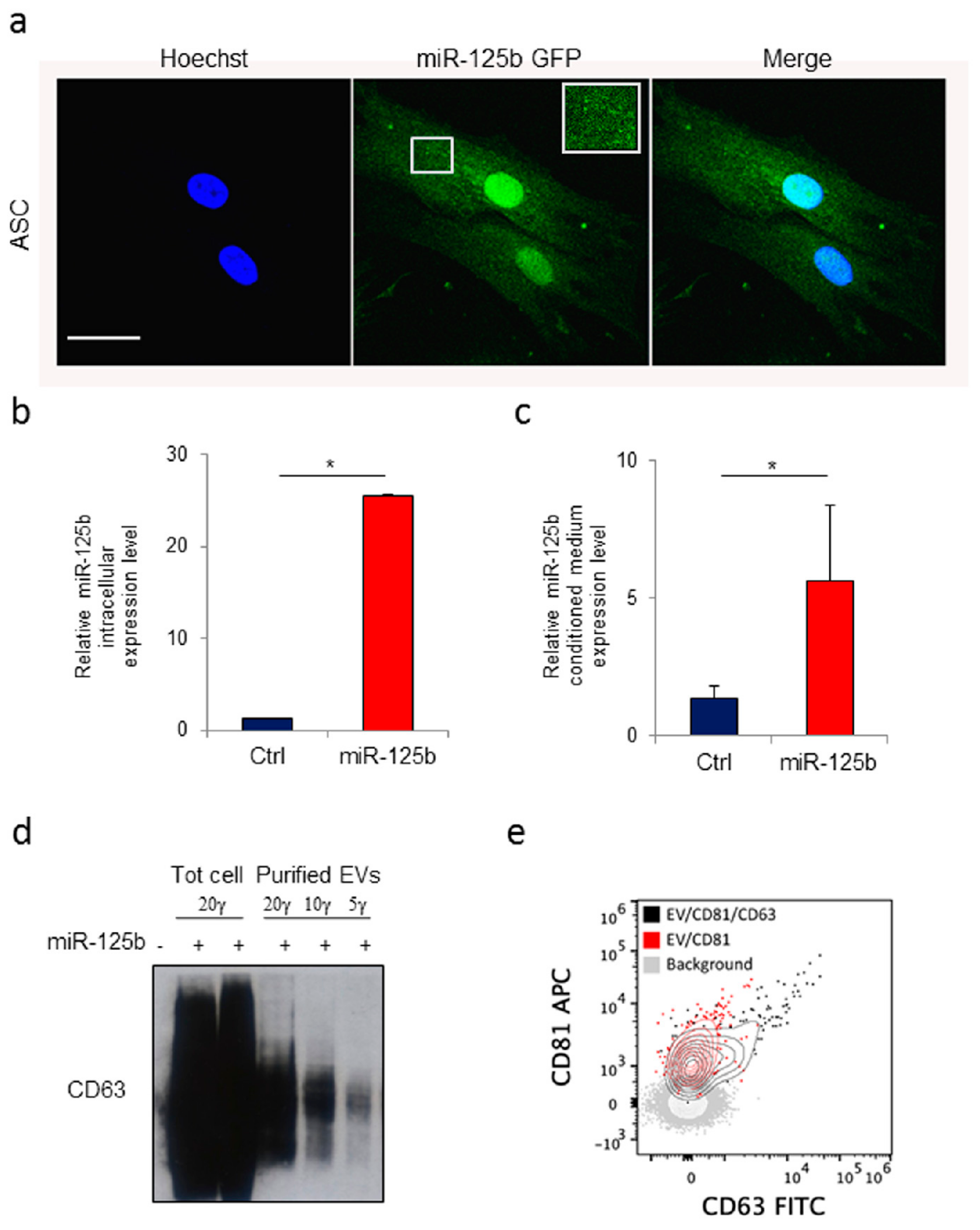 Cells 08 01560 g003 Cells 08 01560 g003