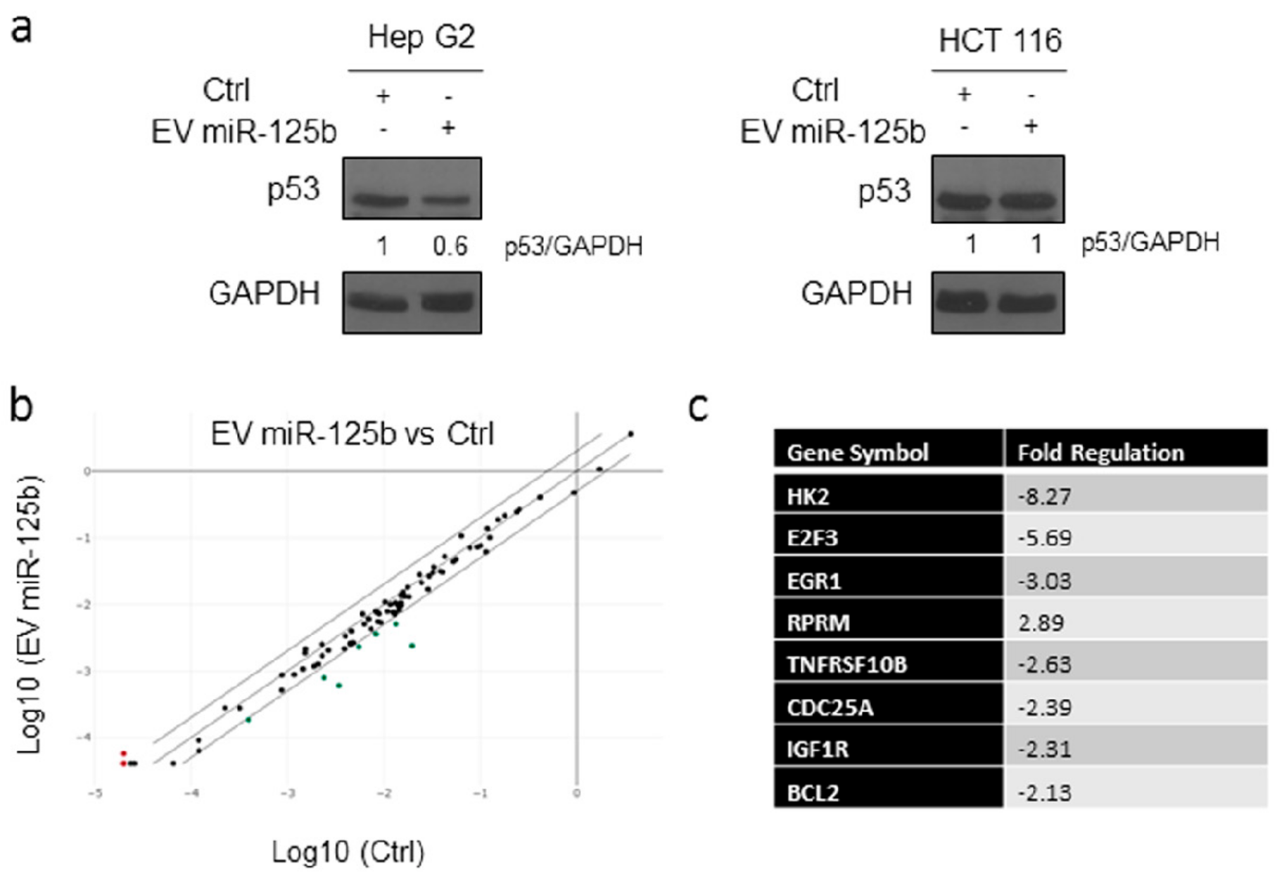 Cells 08 01560 g006 Cells 08 01560 g006