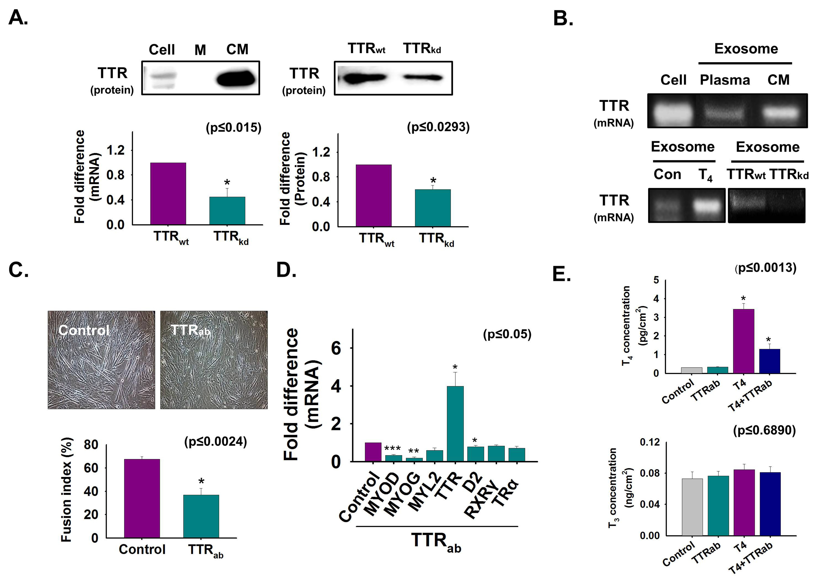 Cells 08 01565 g001 Cells 08 01565 g001