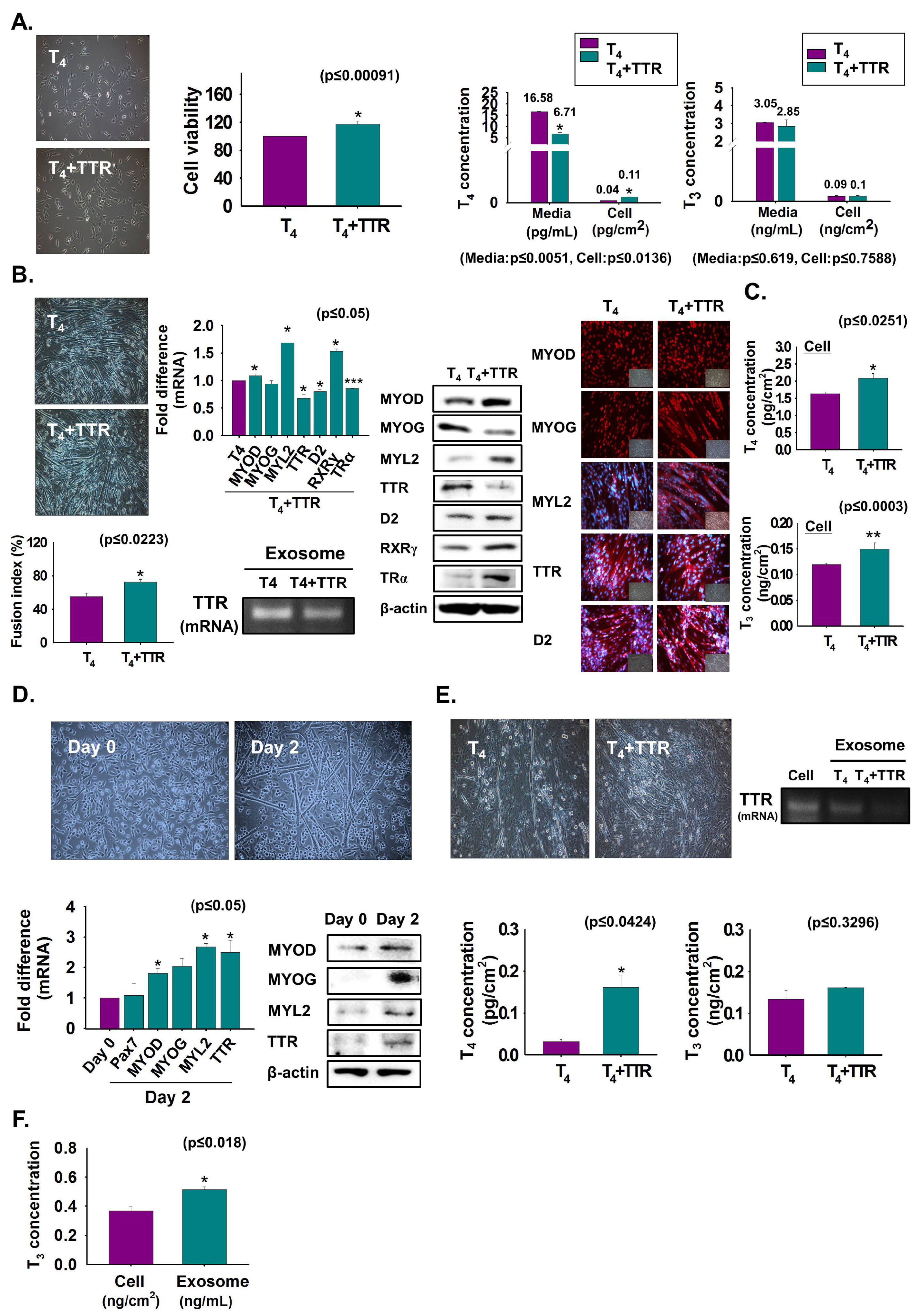 Cells 08 01565 g002 Cells 08 01565 g002