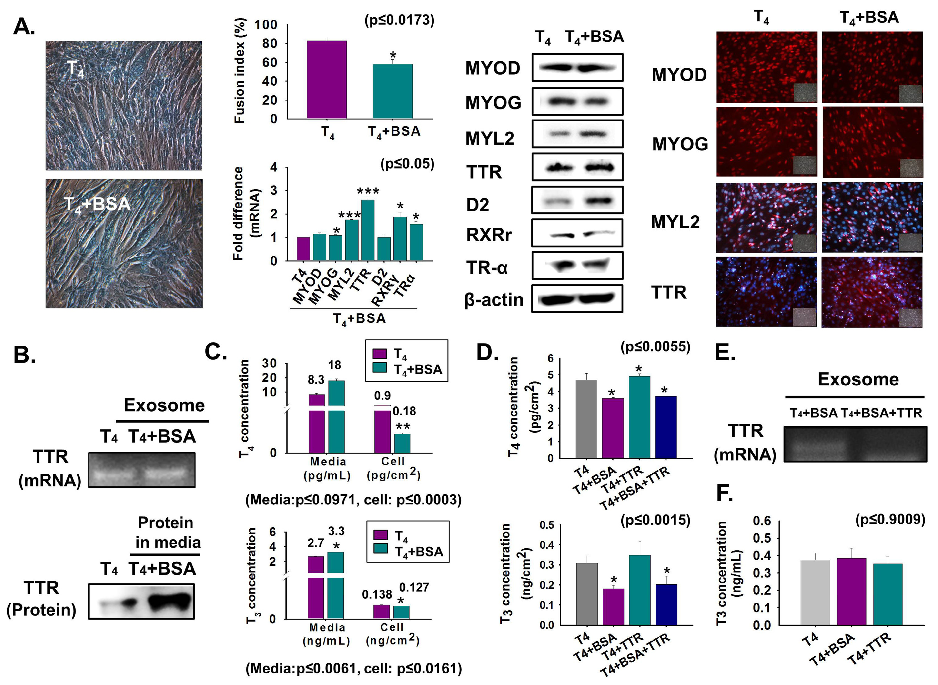 Cells 08 01565 g003 Cells 08 01565 g003