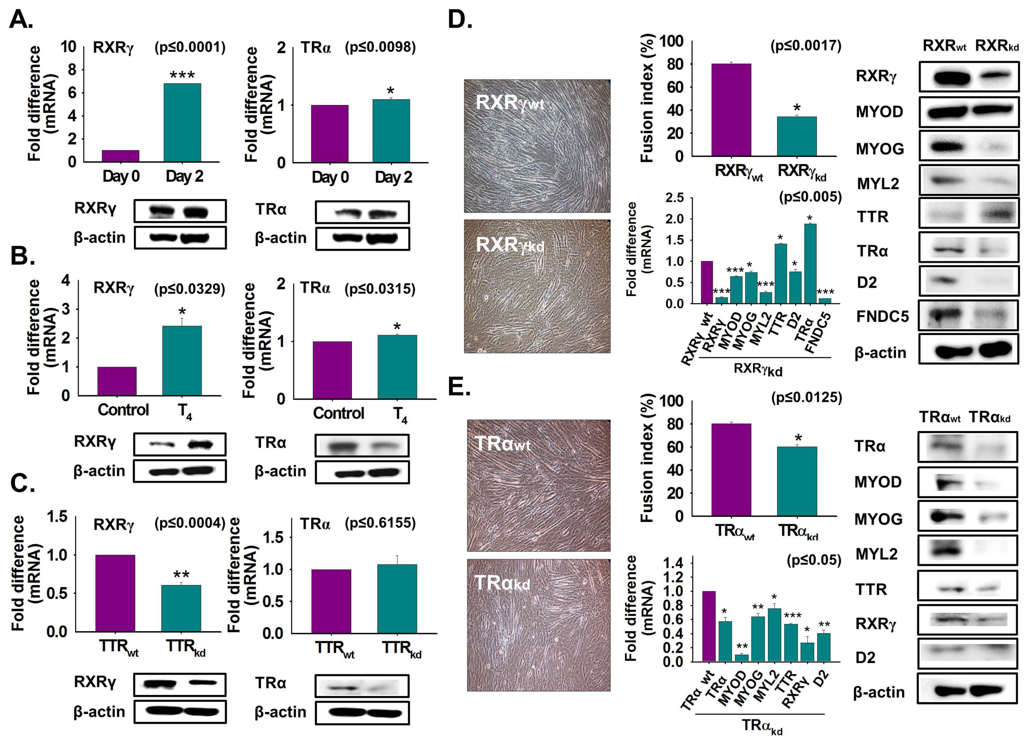 Cells 08 01565 g005 Cells 08 01565 g005