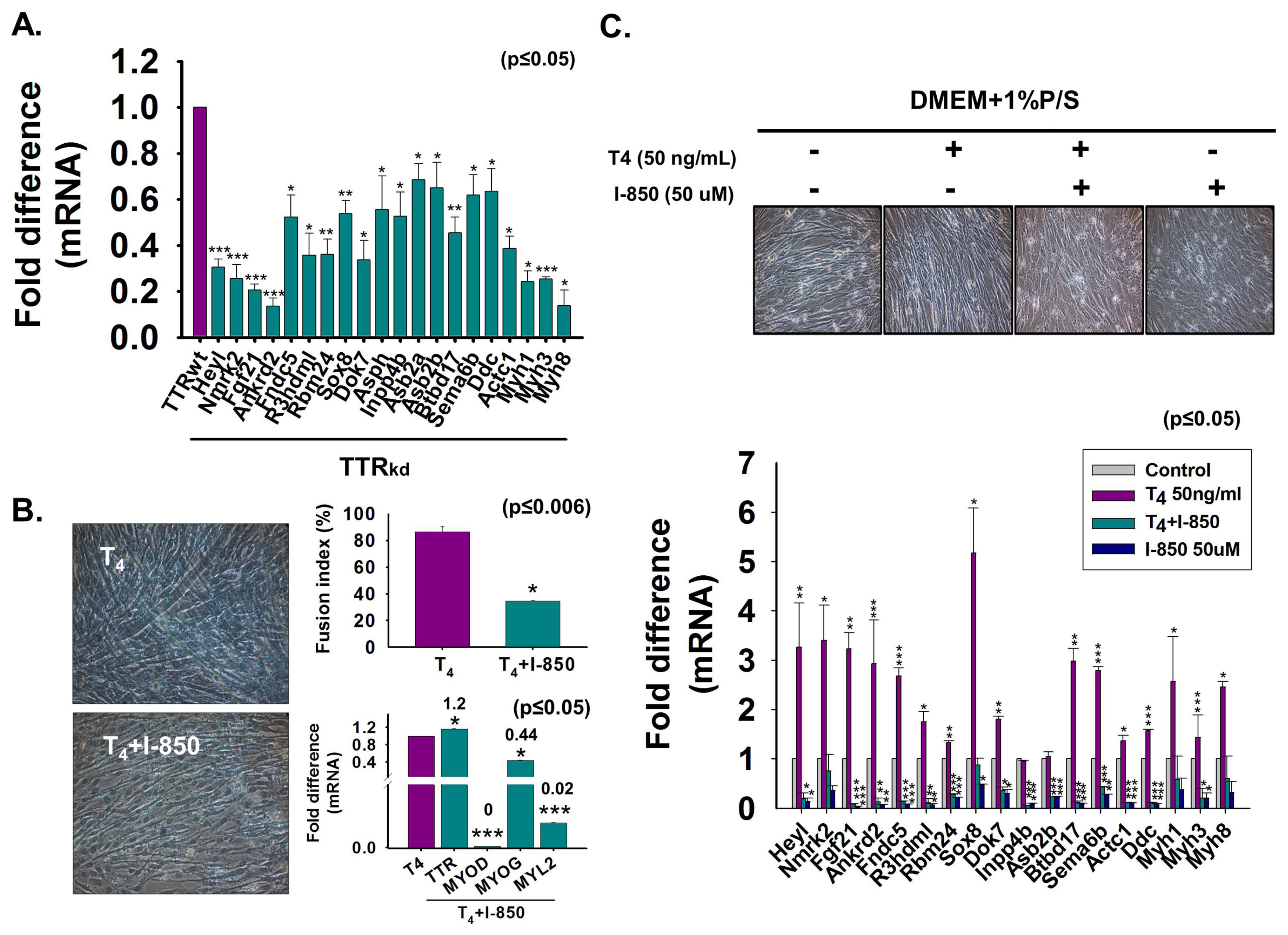 Cells 08 01565 g007 Cells 08 01565 g007