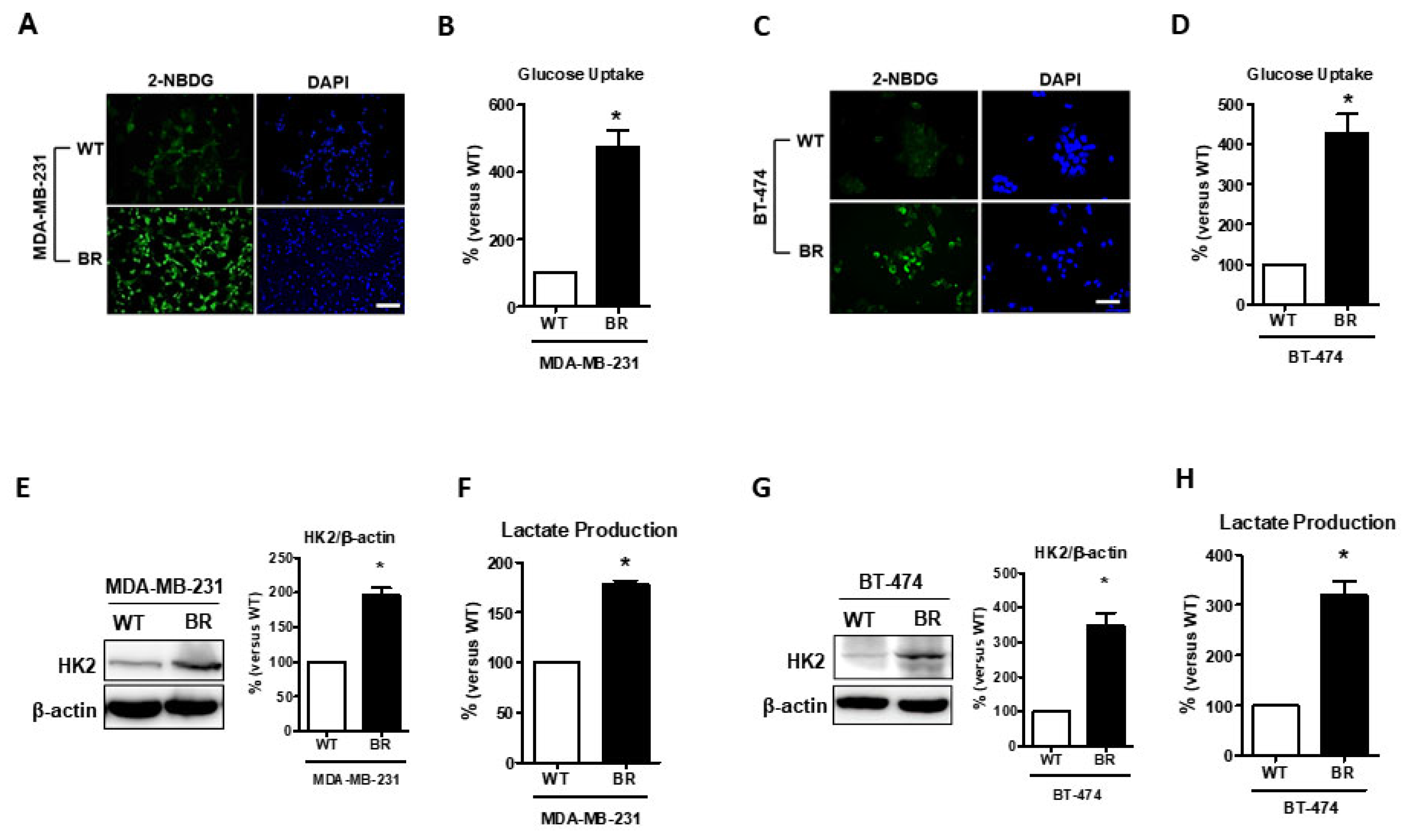 Cells 08 01568 g002 Cells 08 01568 g002