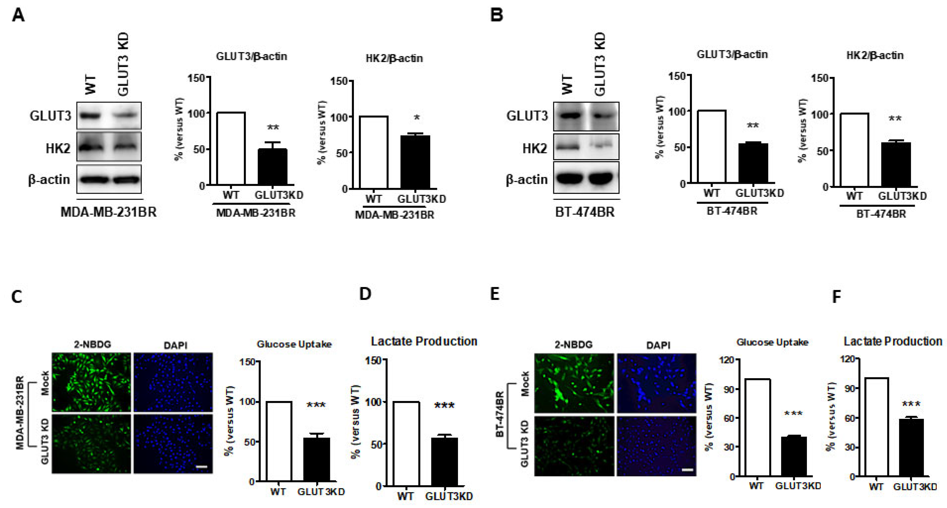 Cells 08 01568 g003 Cells 08 01568 g003