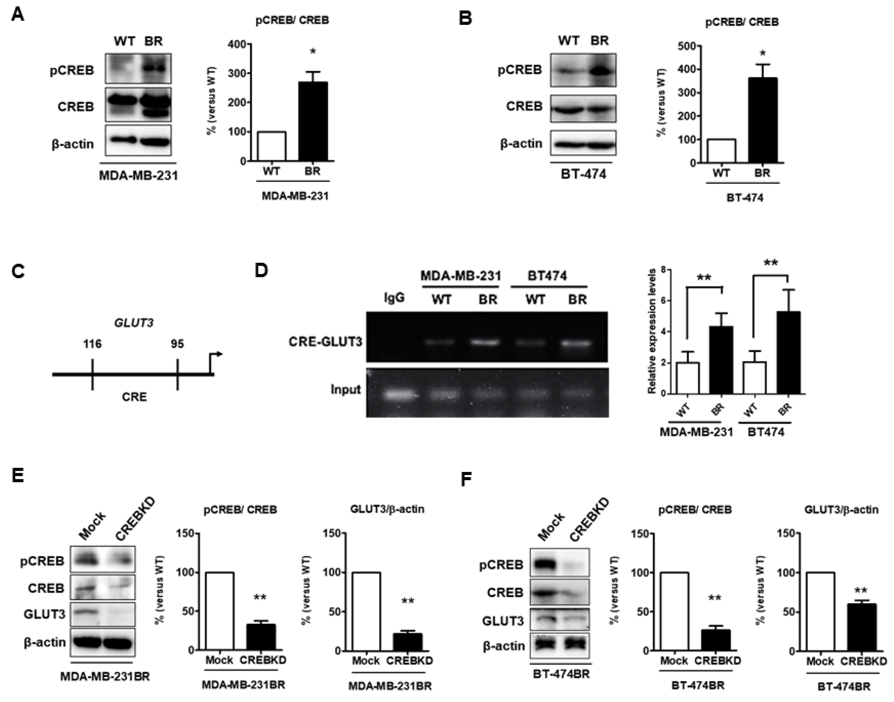 Cells 08 01568 g008 Cells 08 01568 g008