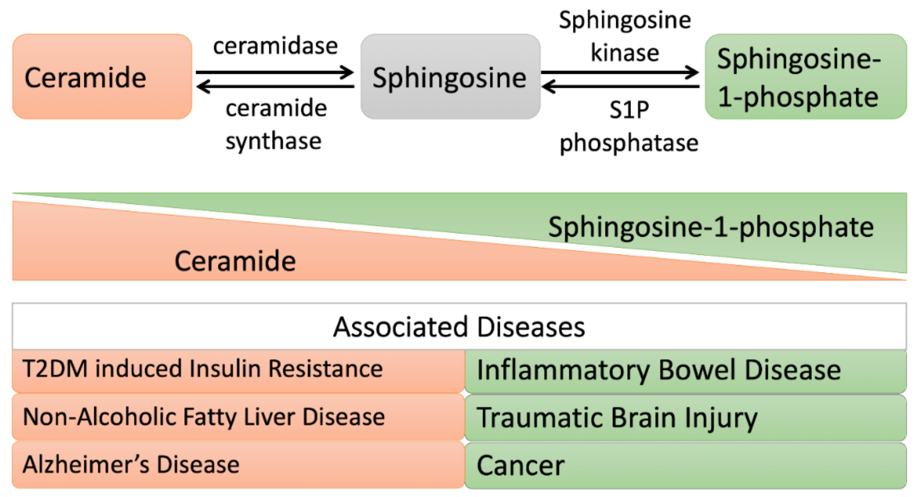 Cells 08 01573 g004 Cells 08 01573 g004
