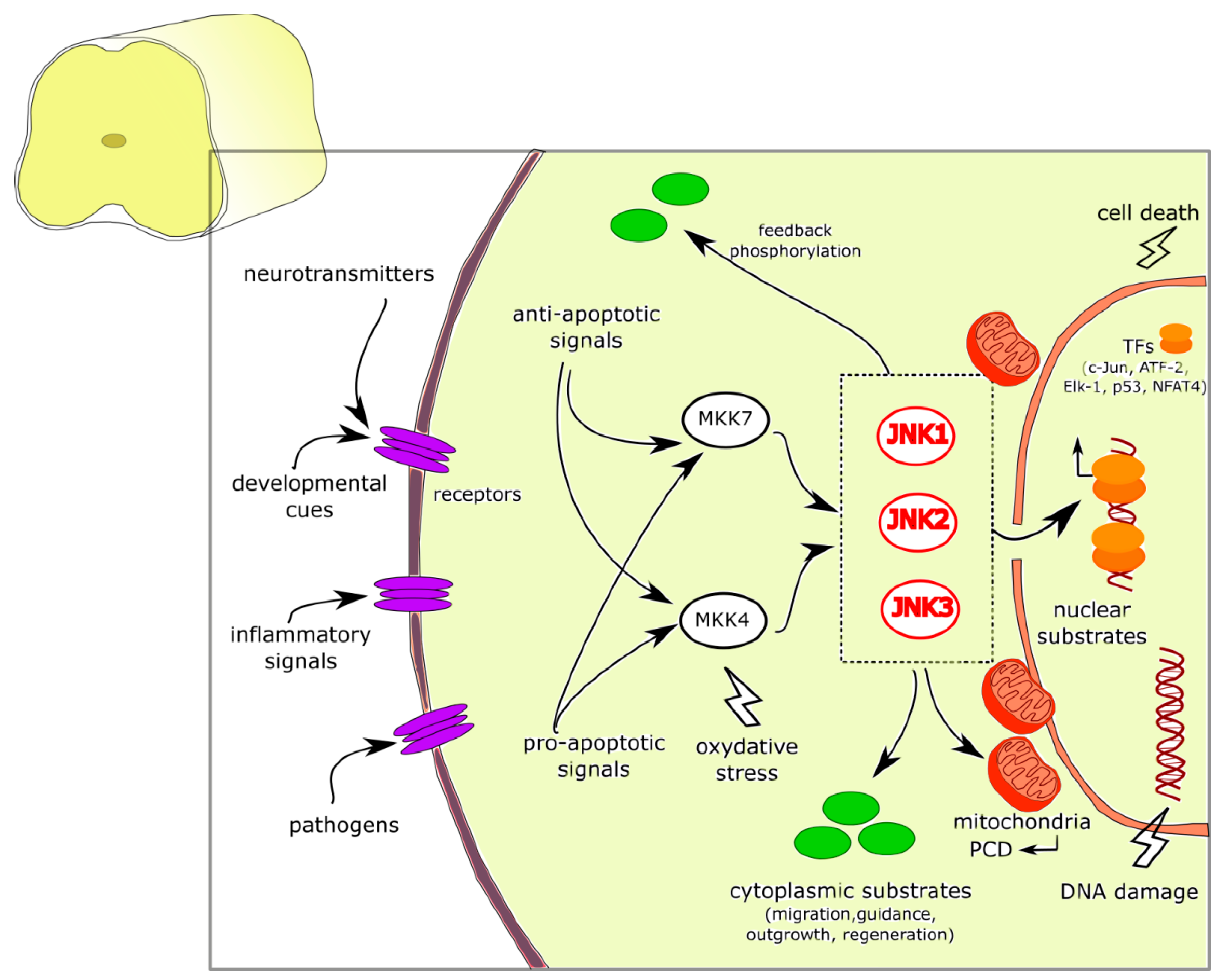 Cells Free Full-Text JNK Signaling Pathway Involvement Spinal