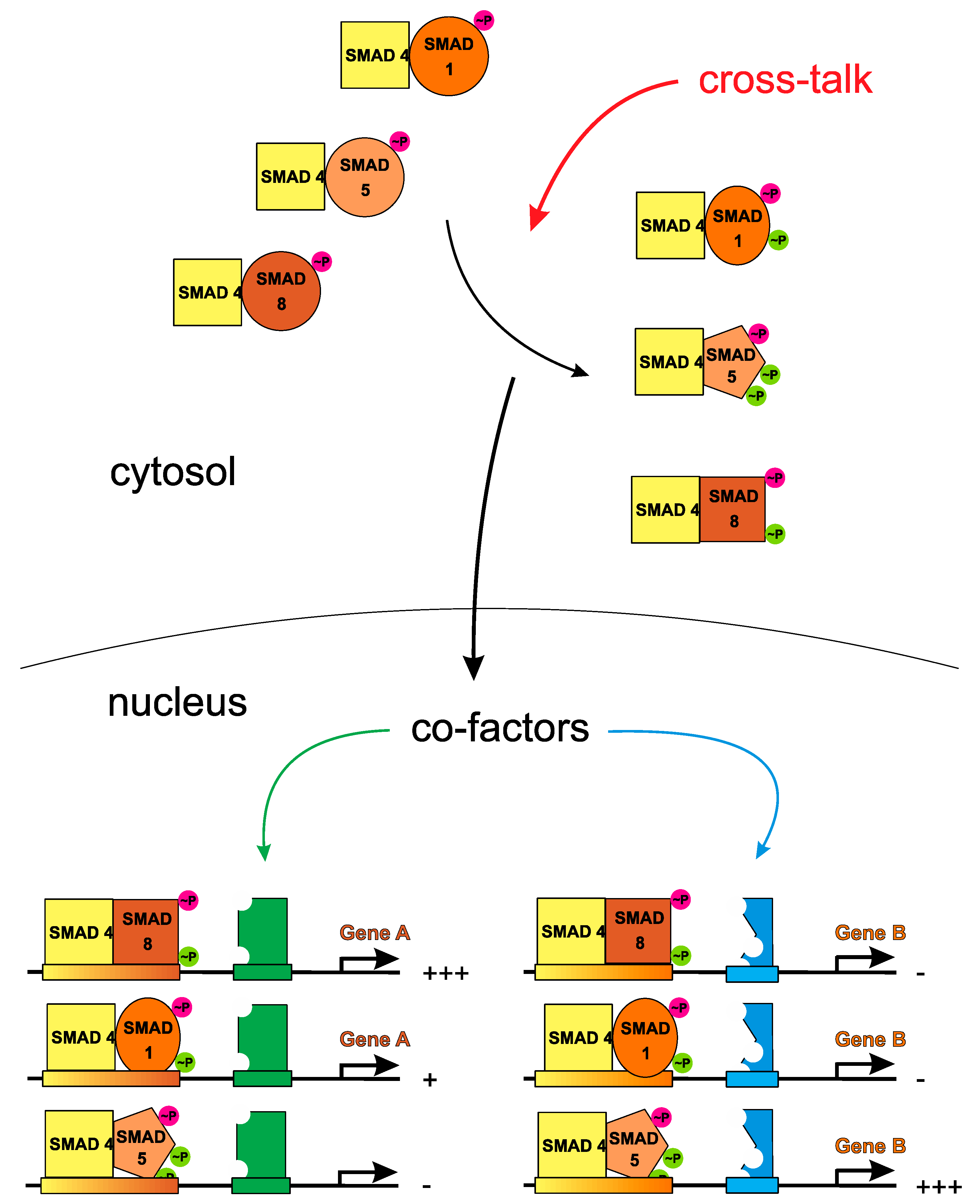 DRIVE 1993～2009 -GLAY complete BEST Specification of BMP Signaling