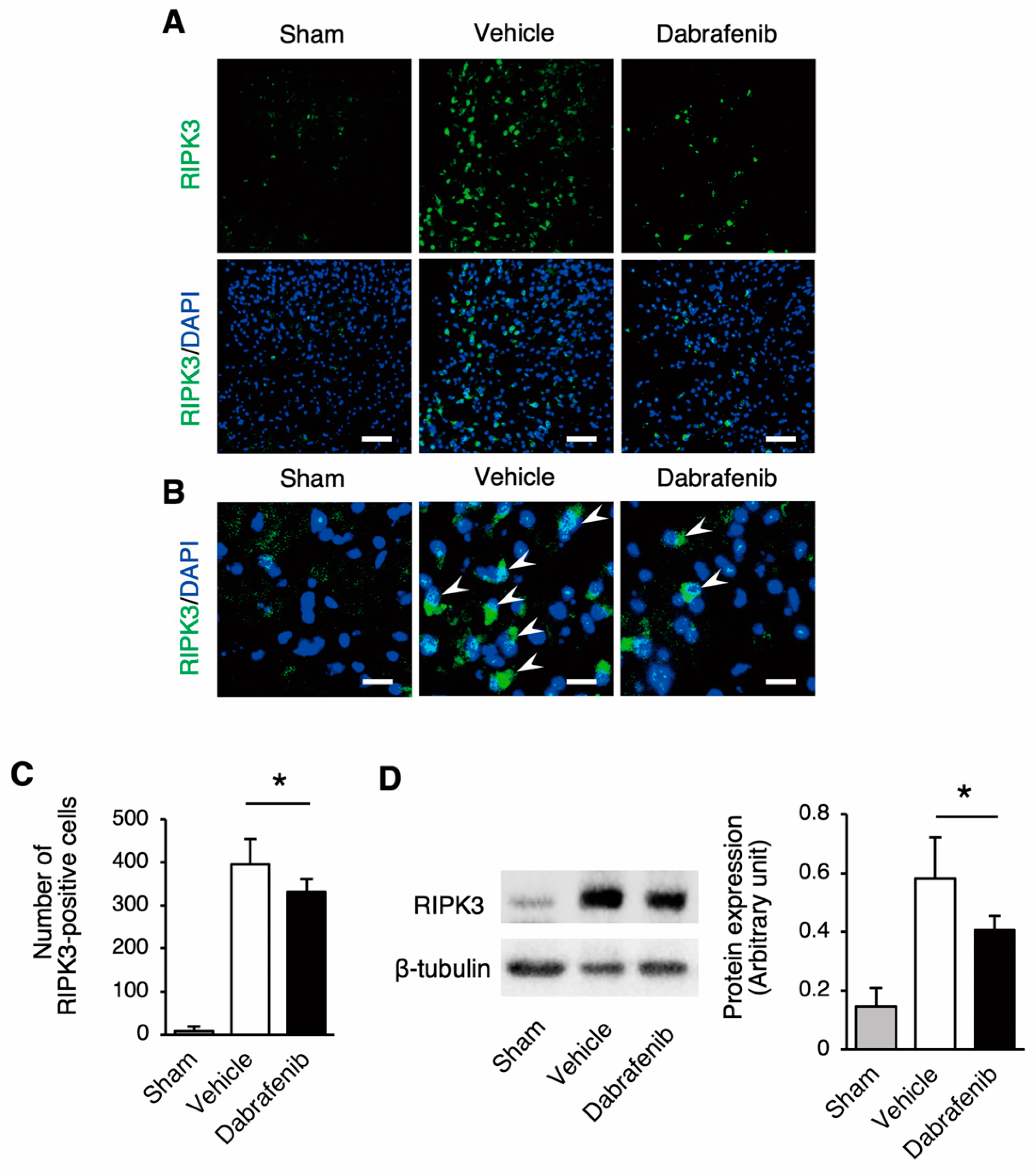 Cells 08 01582 g003 Cells 08 01582 g003