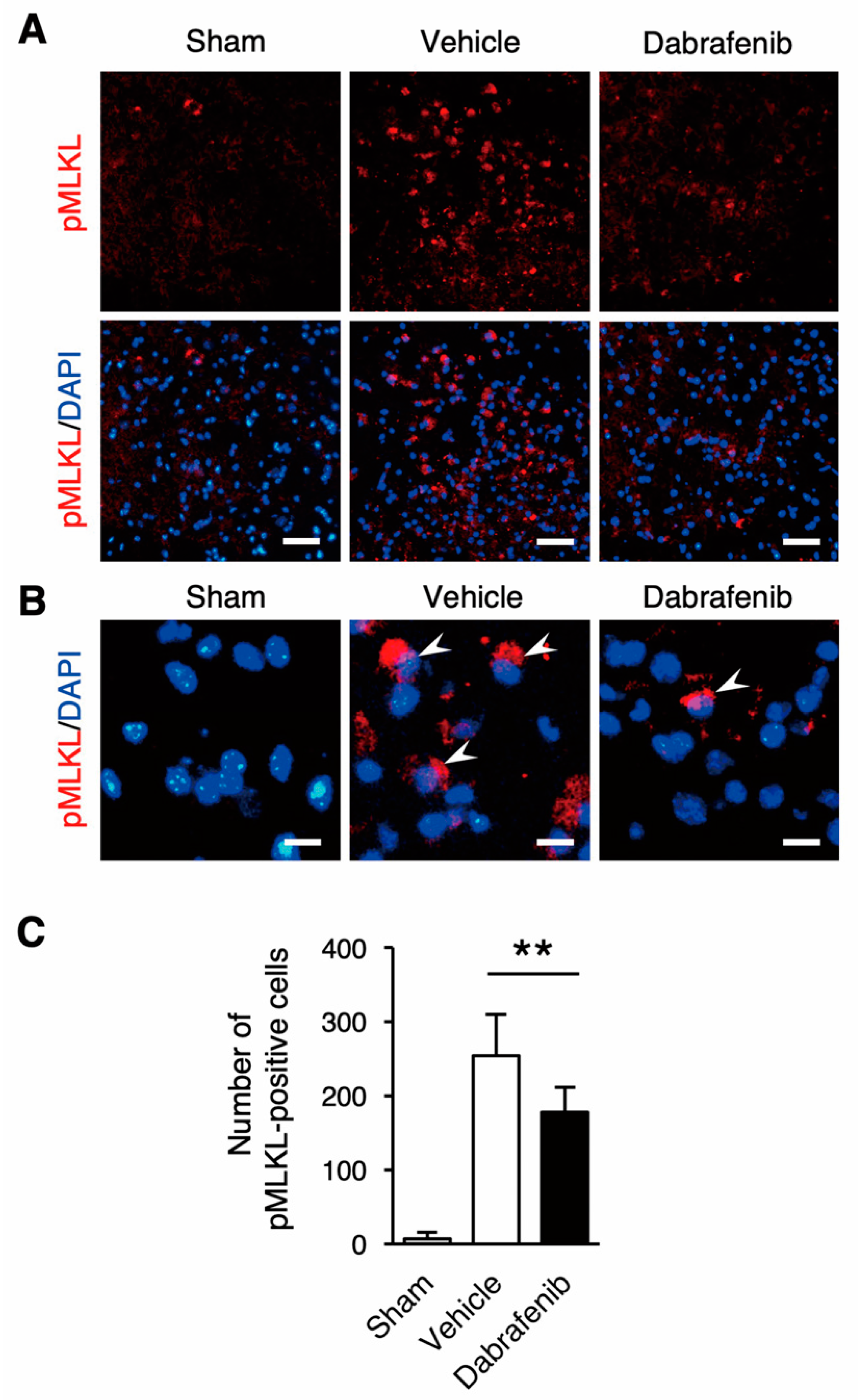 Cells 08 01582 g004 Cells 08 01582 g004