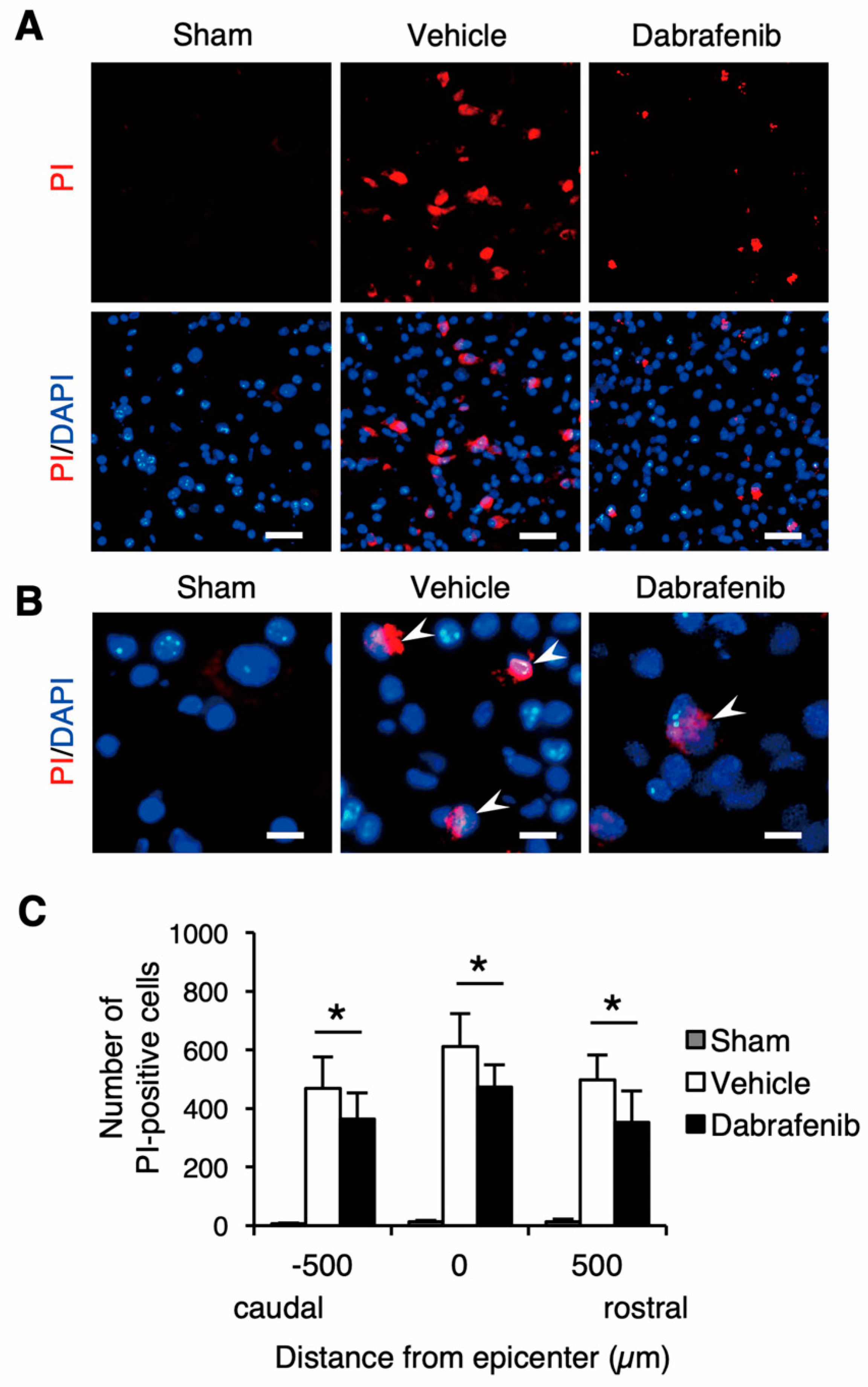 Cells 08 01582 g005 Cells 08 01582 g005