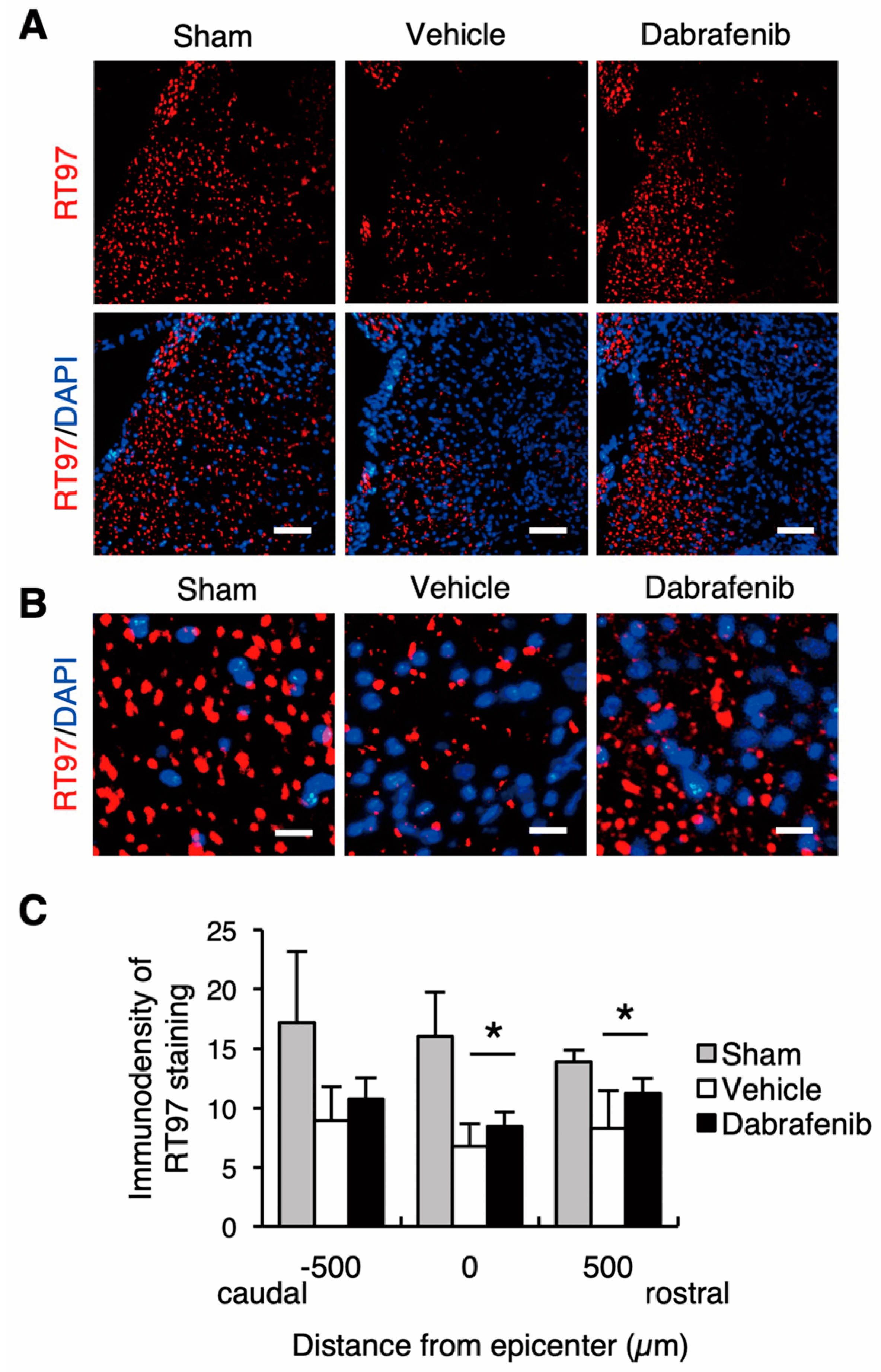Cells 08 01582 g008 Cells 08 01582 g008