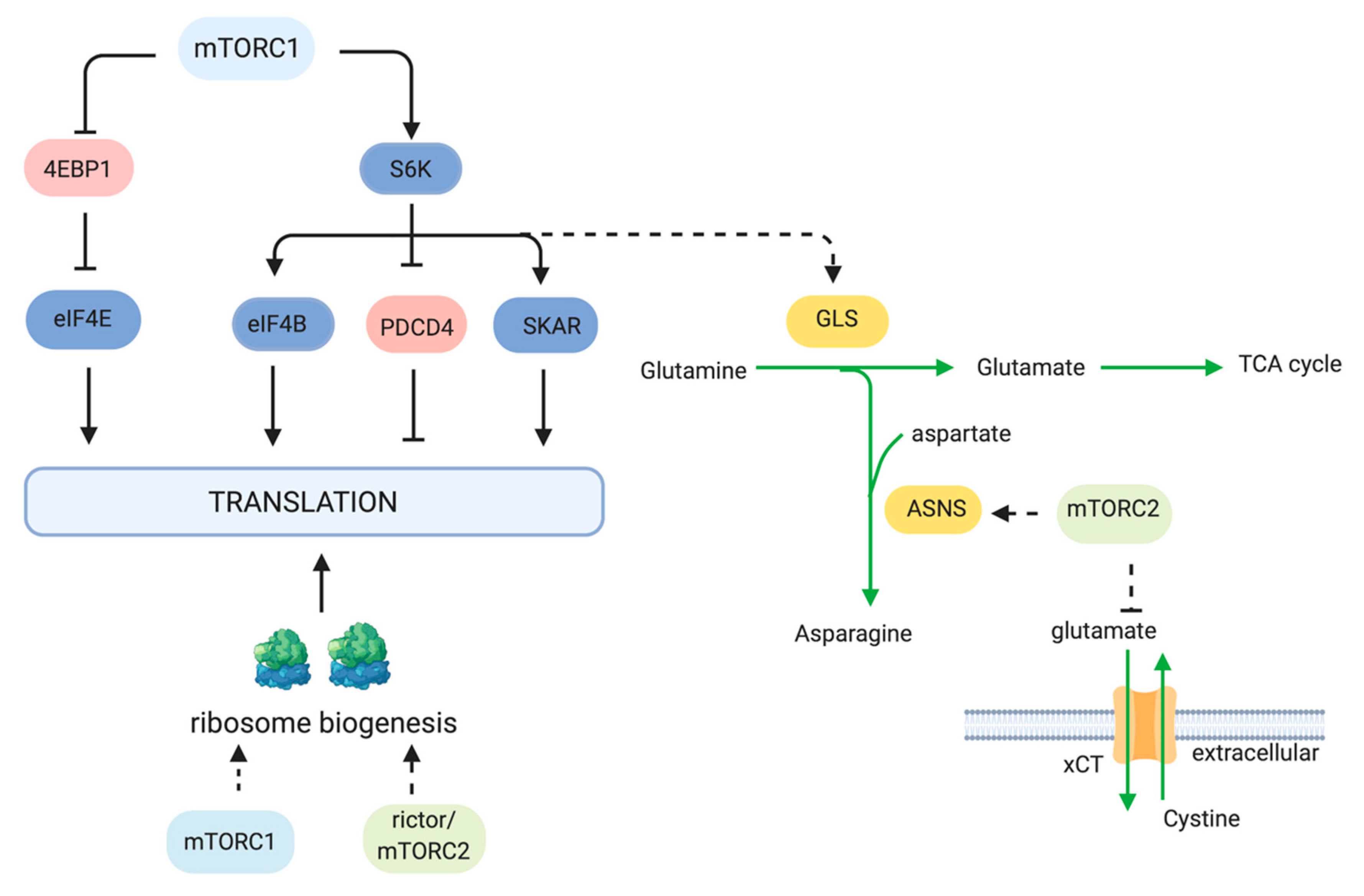 Targeting mTOR and Metabolism in Cancer ... Biology Diagrams