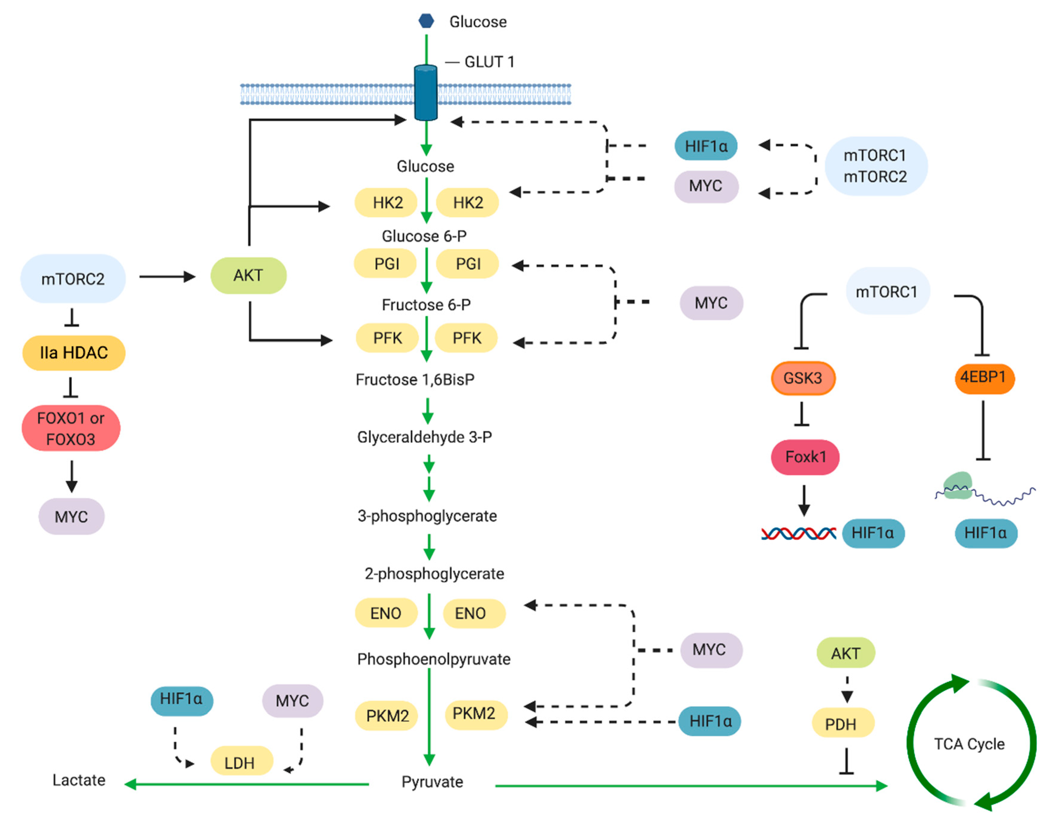 Targeting mTOR and Metabolism in Cancer Biology Diagrams