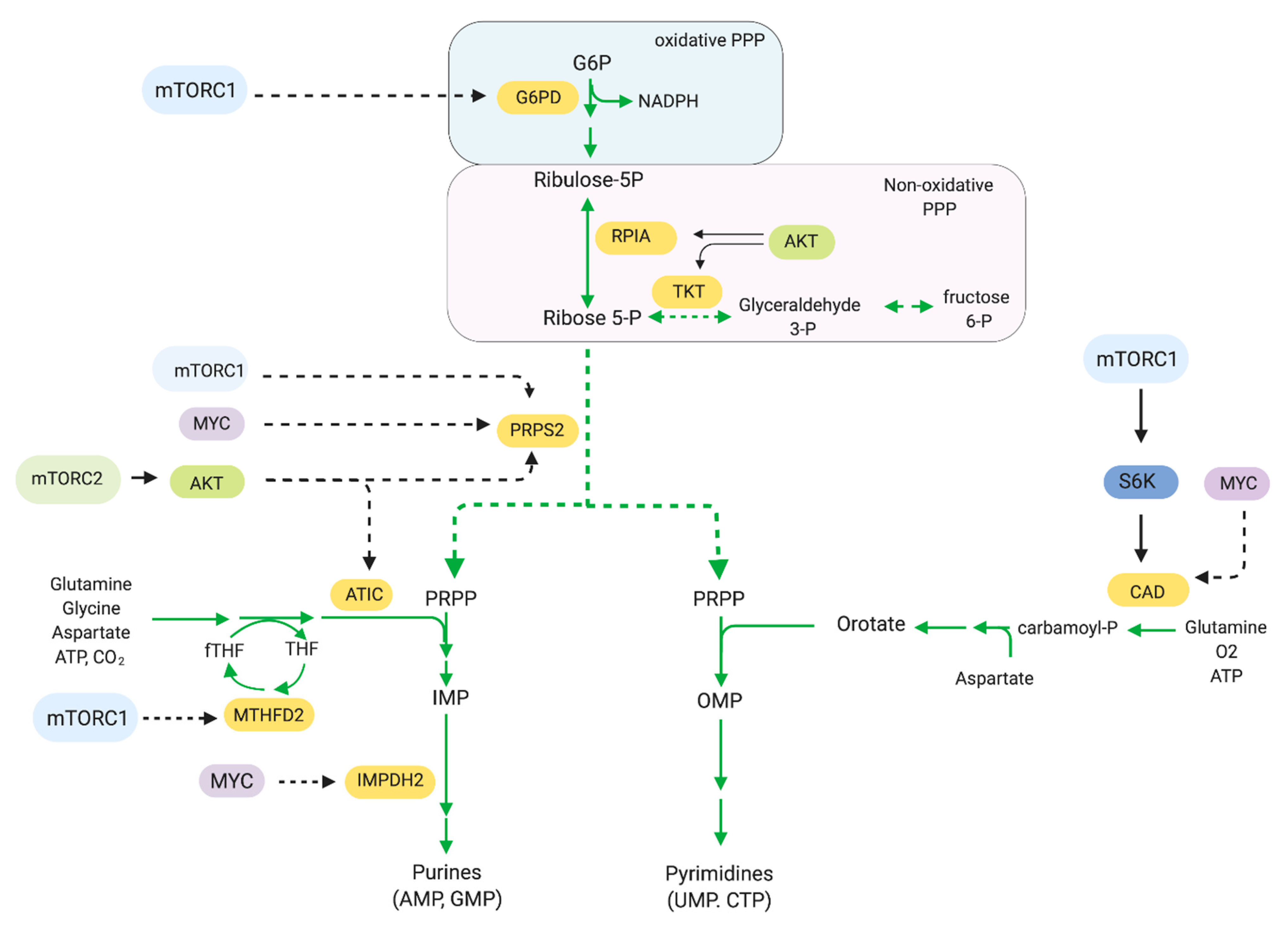 Targeting mTOR and Metabolism in Cancer ... Biology Diagrams