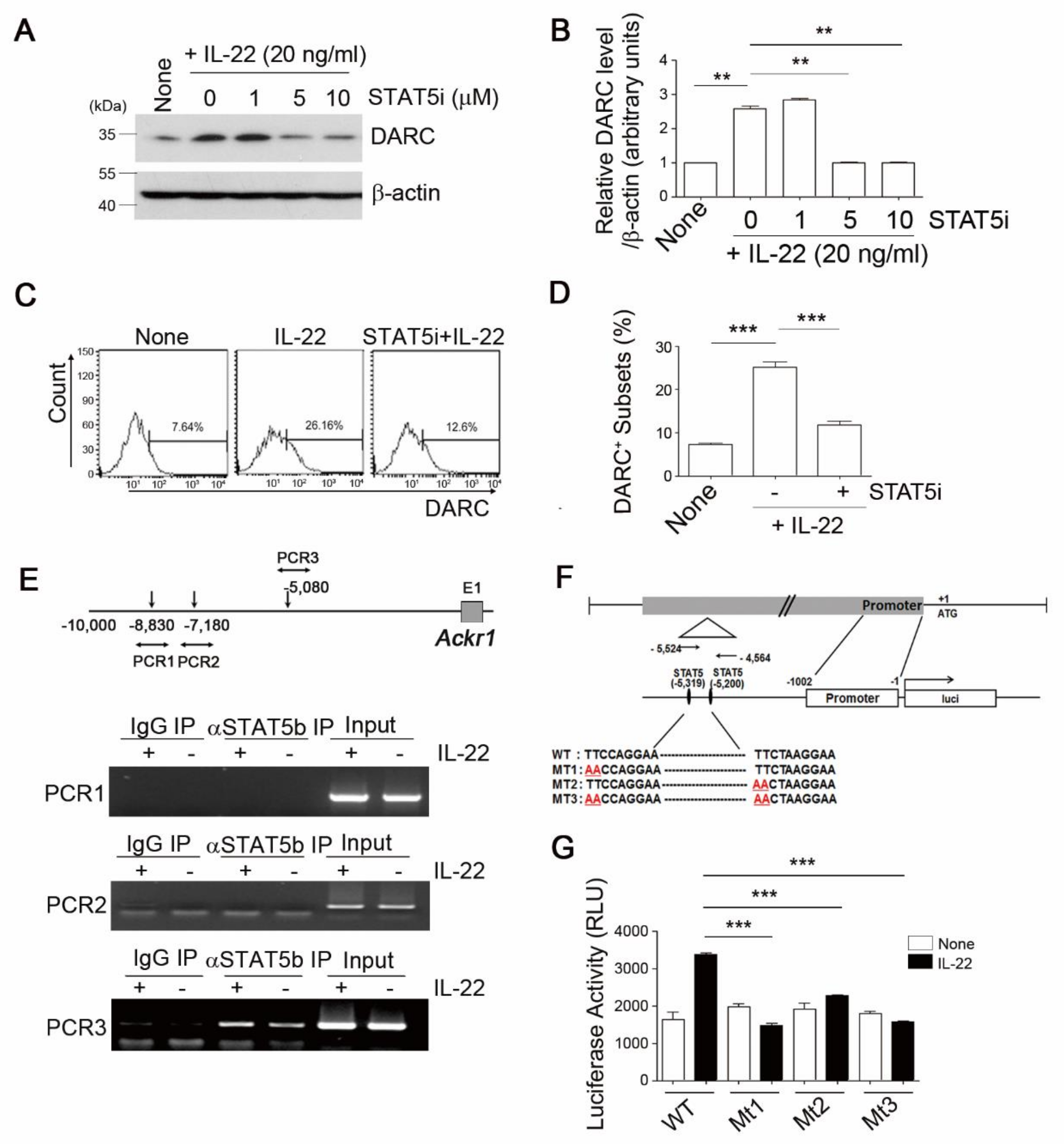 Cells 08 01587 g003 Cells 08 01587 g003