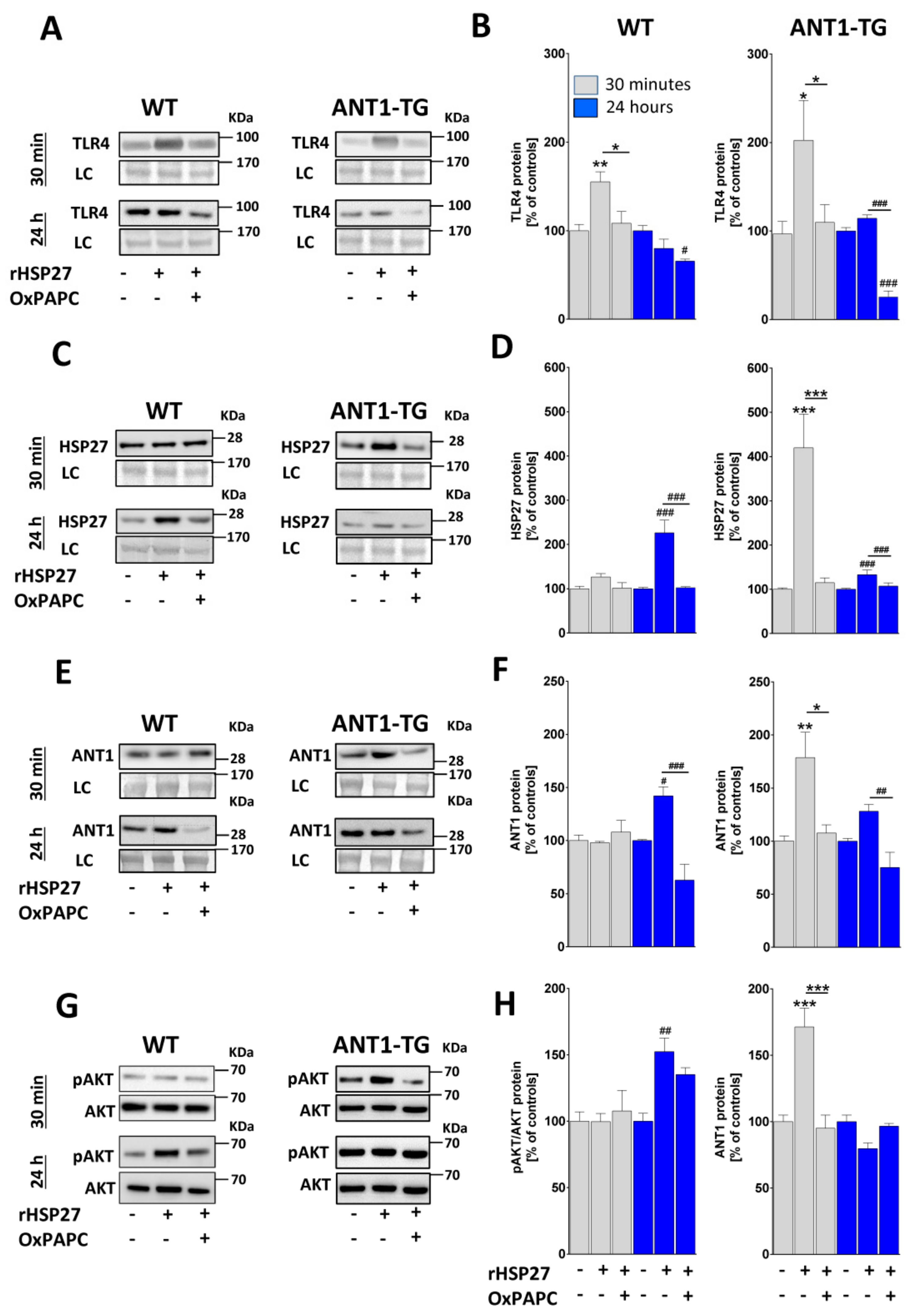 Cells 08 01588 g004 Cells 08 01588 g004