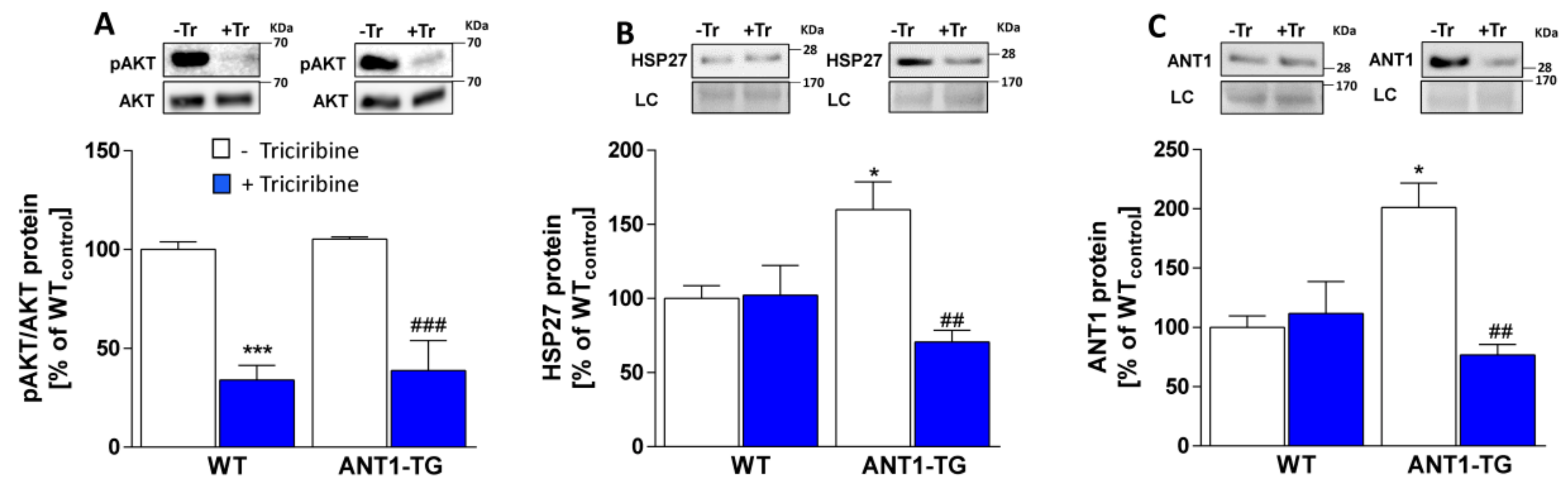 Cells 08 01588 g005 Cells 08 01588 g005