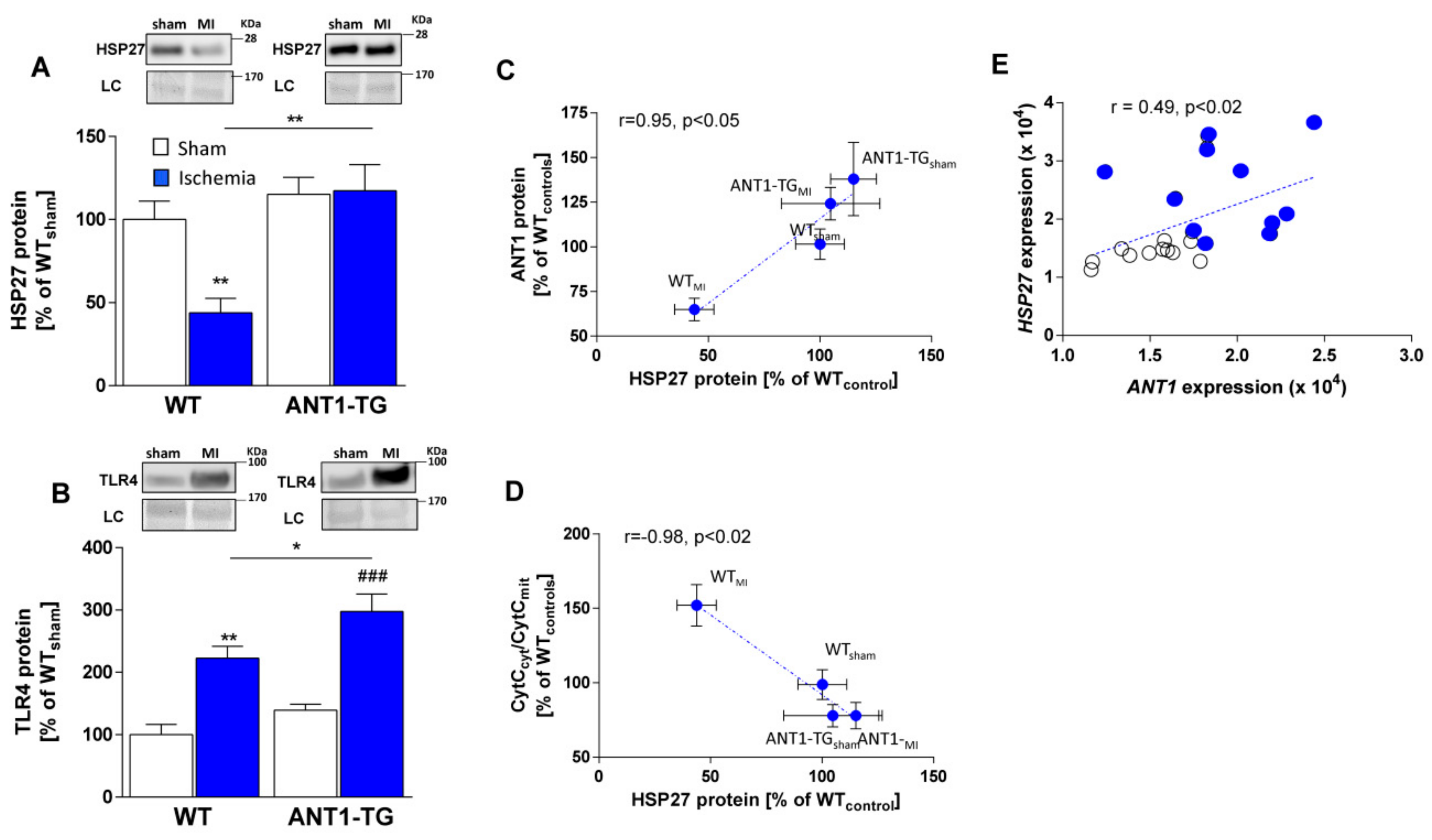 Cells 08 01588 g007 Cells 08 01588 g007