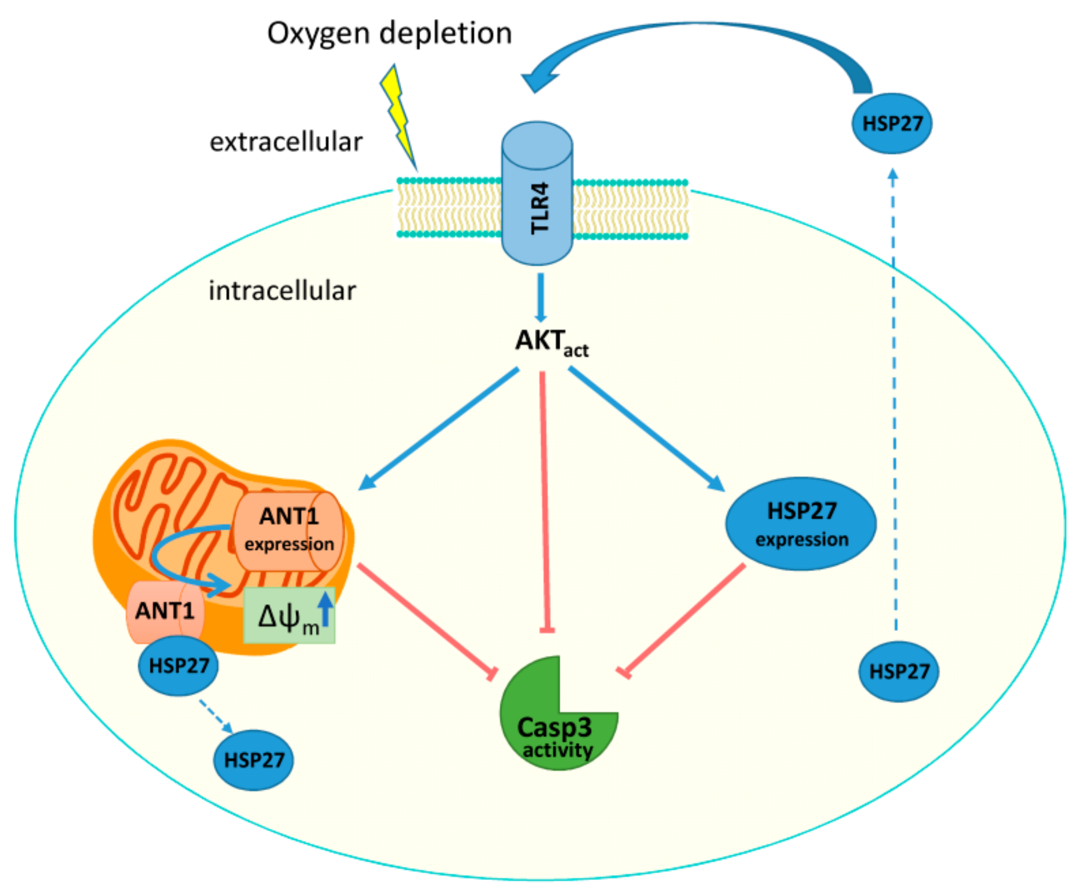 Cells 08 01588 g008 Cells 08 01588 g008