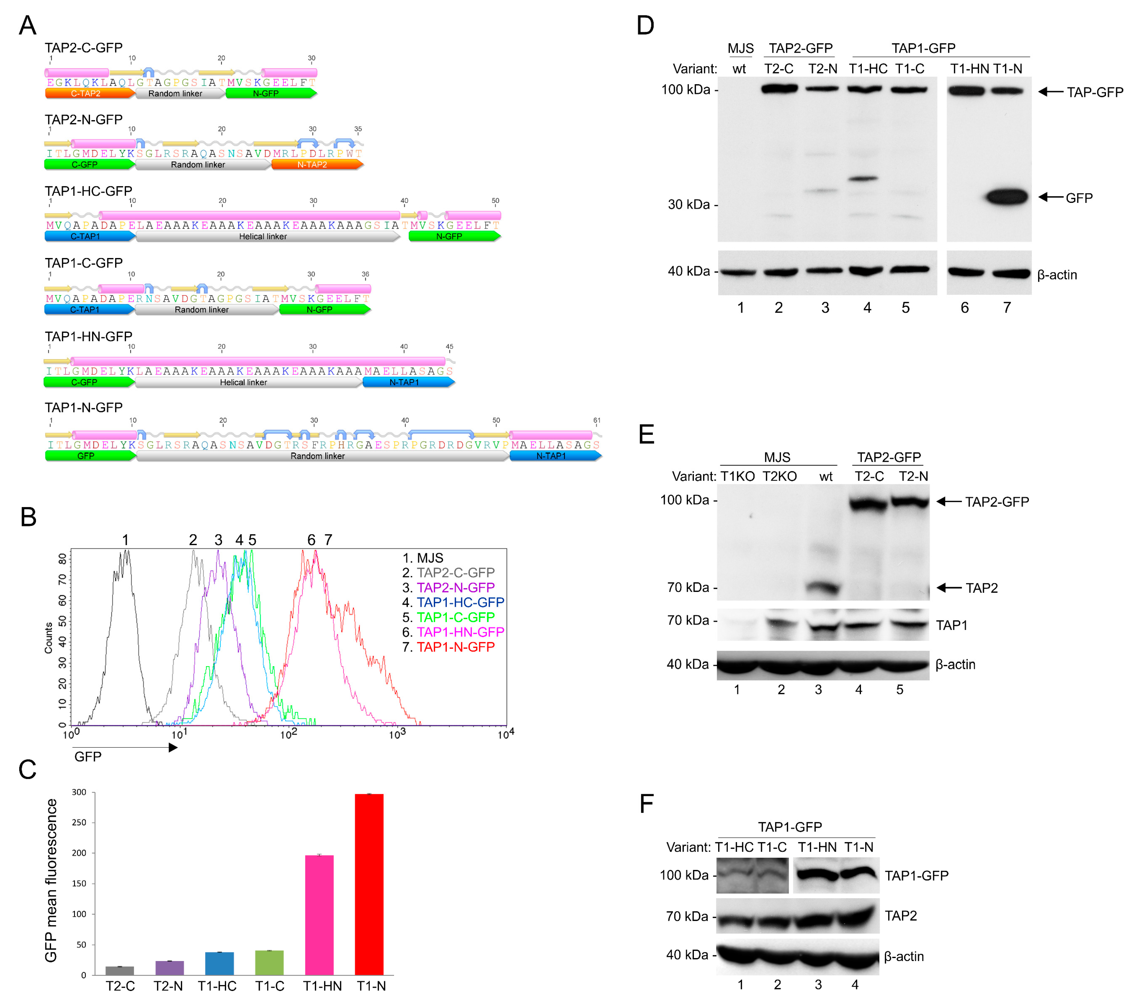 Cells 08 01590 g001 Cells 08 01590 g001