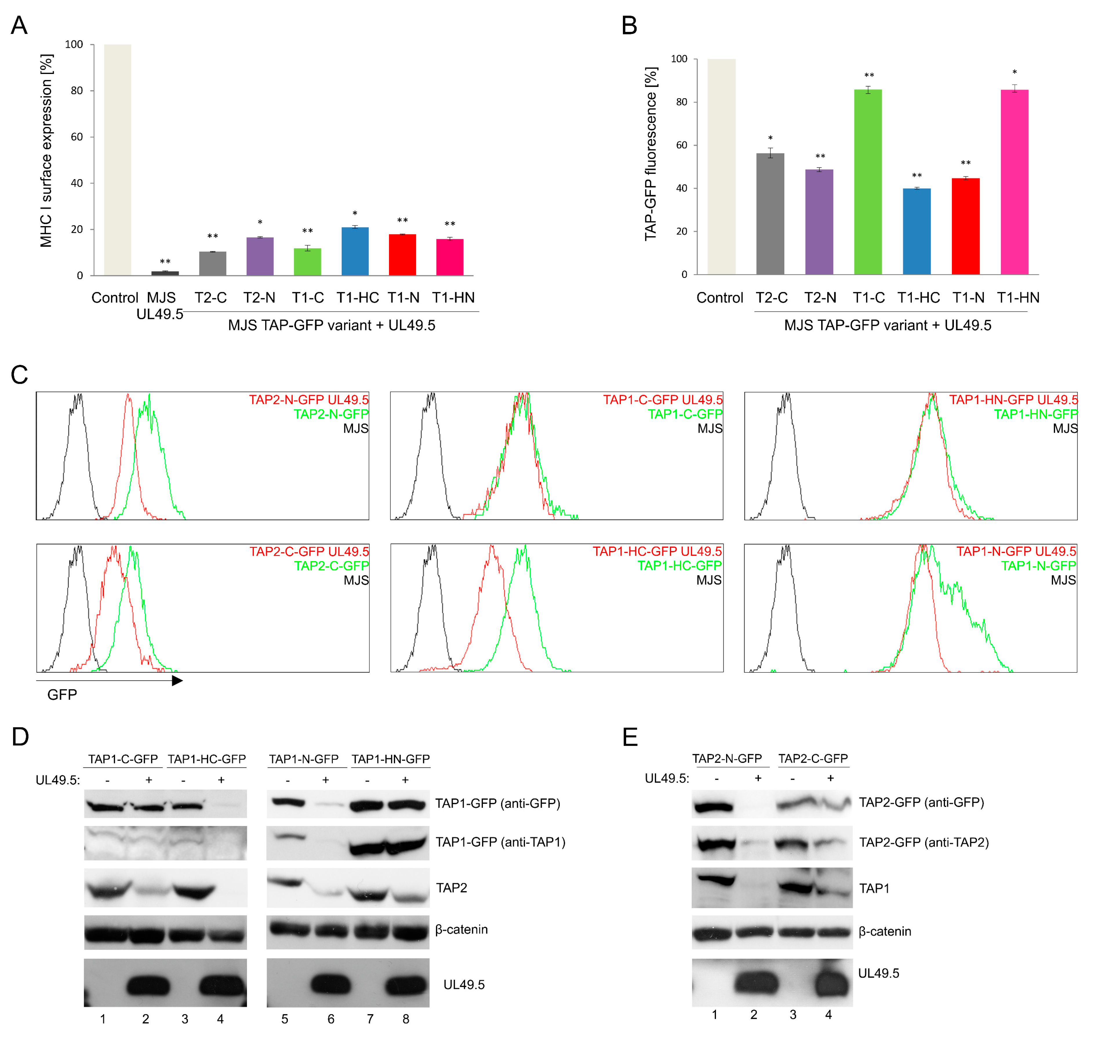 Cells 08 01590 g004 Cells 08 01590 g004