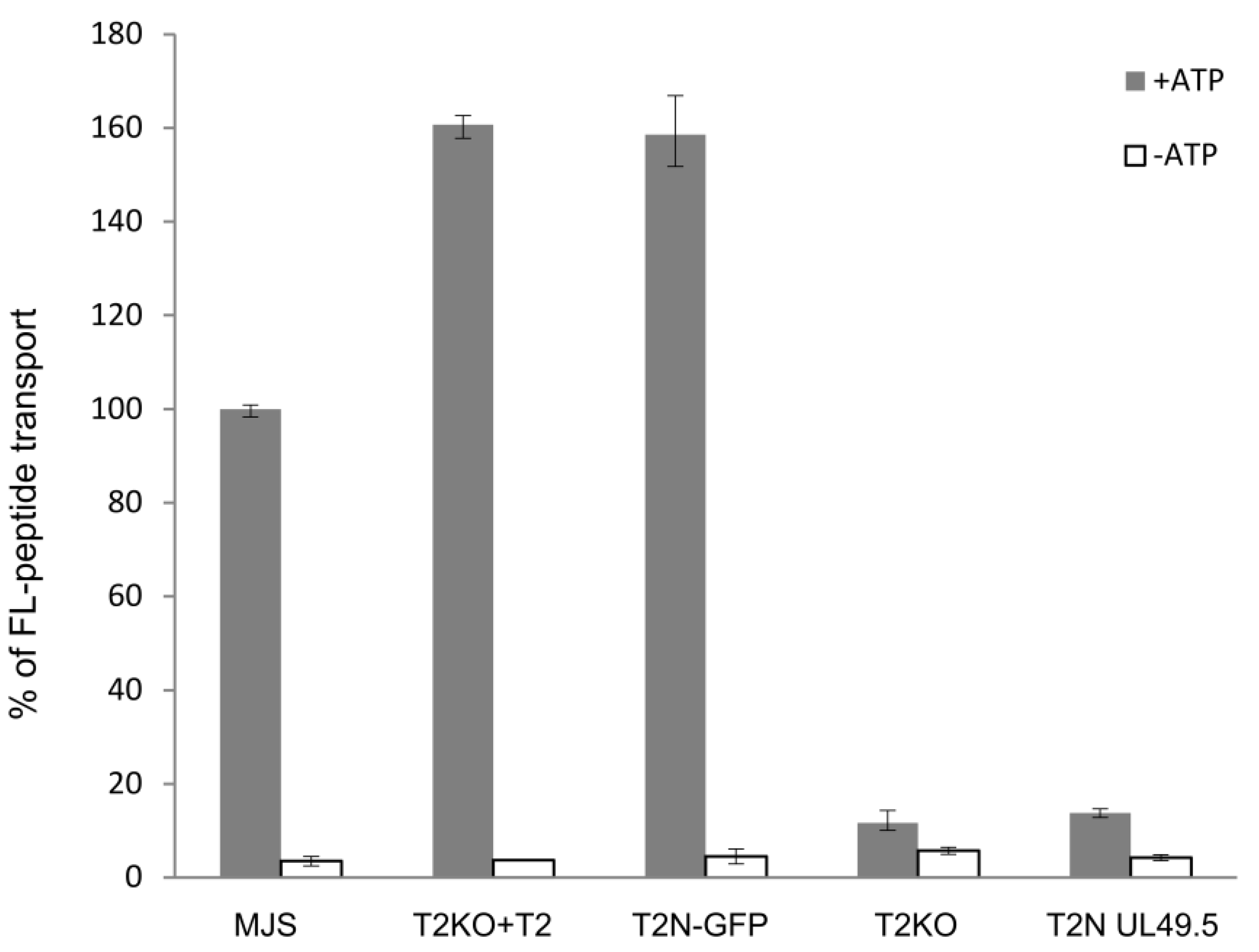 Cells 08 01590 g006 Cells 08 01590 g006