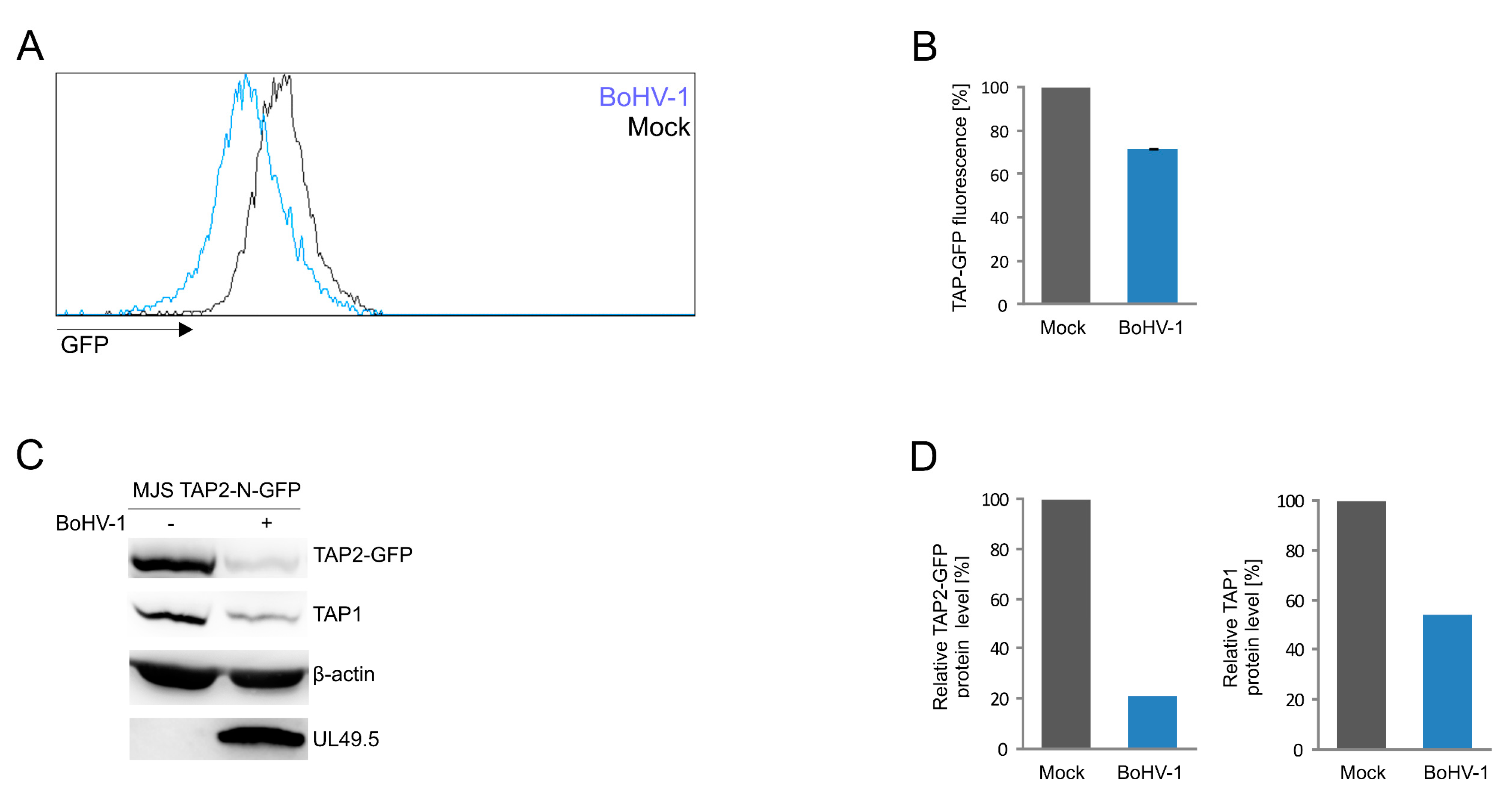Cells 08 01590 g007 Cells 08 01590 g007