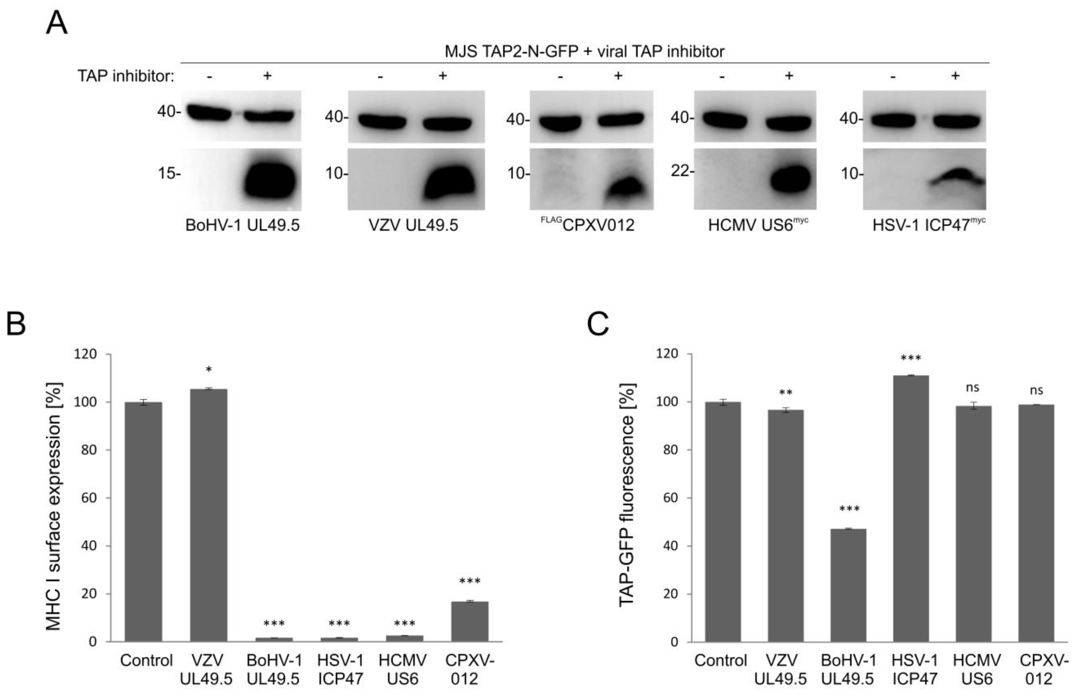 Cells 08 01590 g008 Cells 08 01590 g008