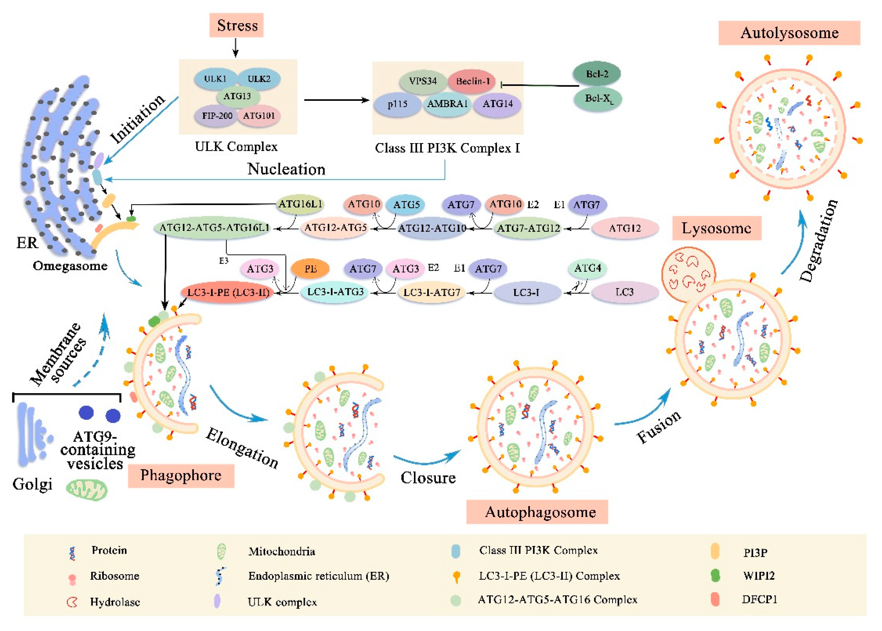Cells | Free Full-Text | The Upstream Pathway of mTOR-Mediated 