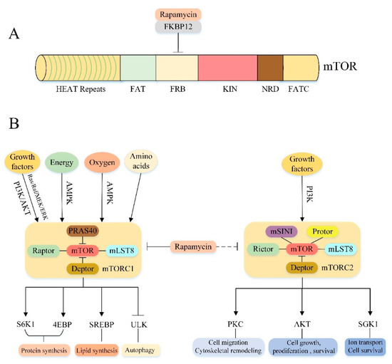 The Upstream Pathway of mTOR-Mediated Autophagy in Liver