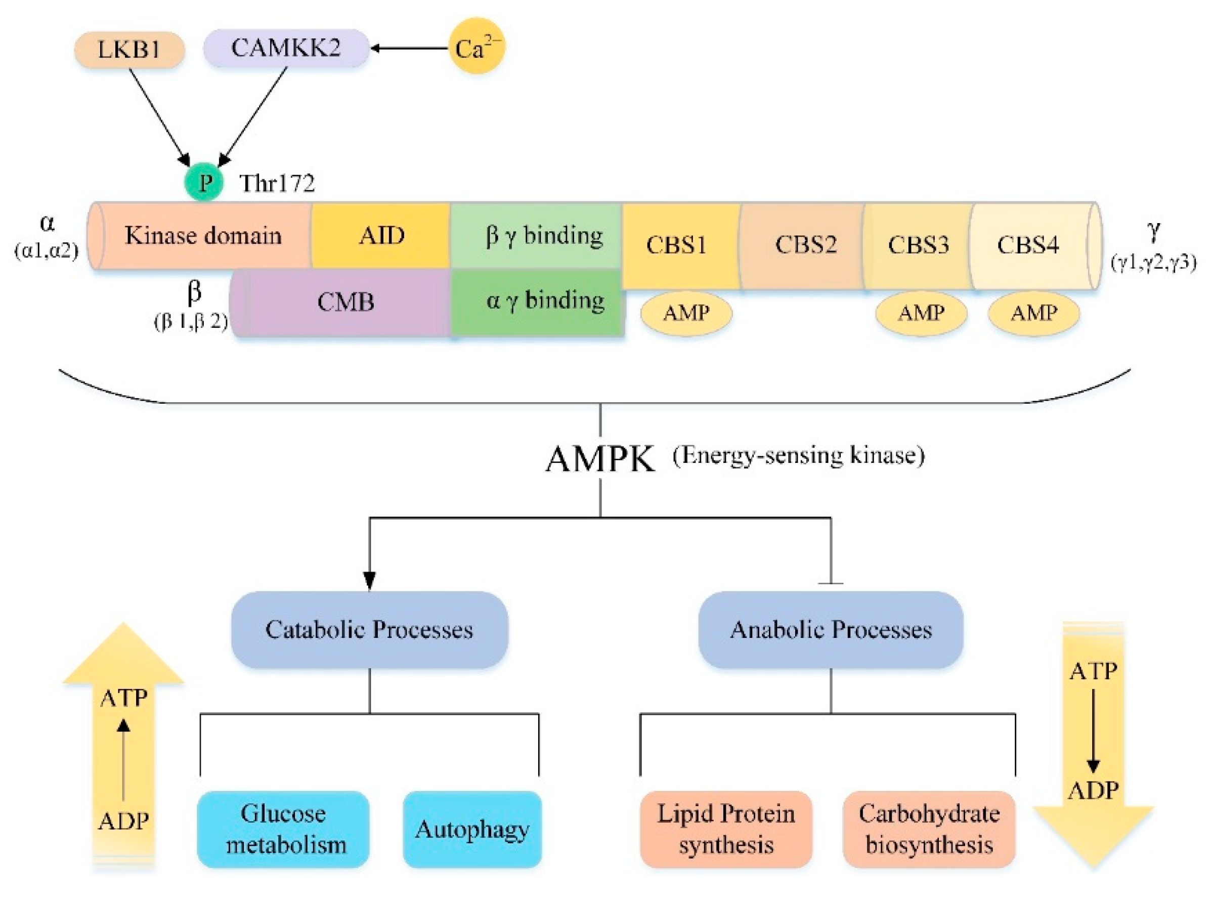 The Upstream Pathway of mTOR-Mediated Autophagy in Liver