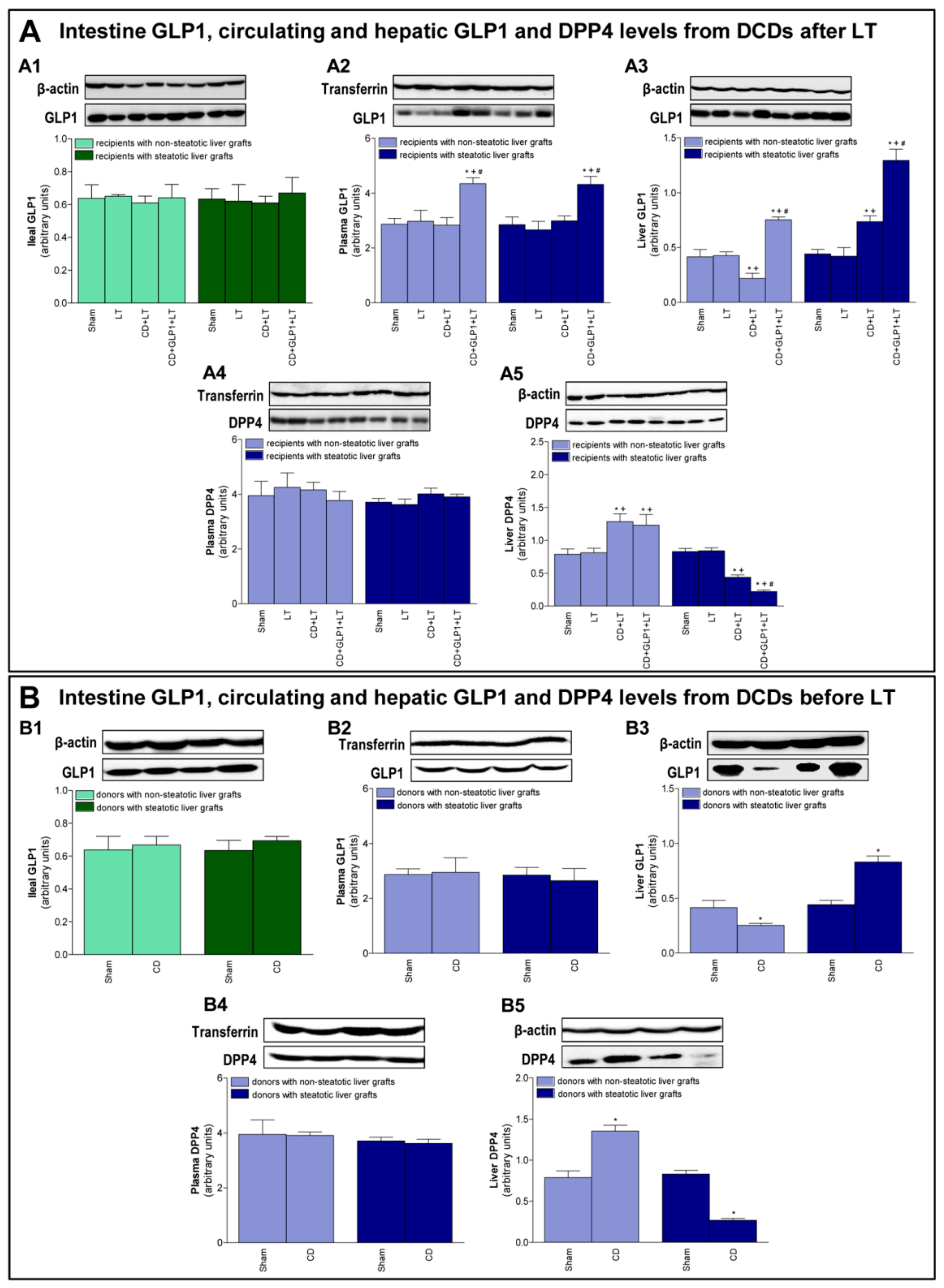 Cells 08 01599 g001 Cells 08 01599 g001