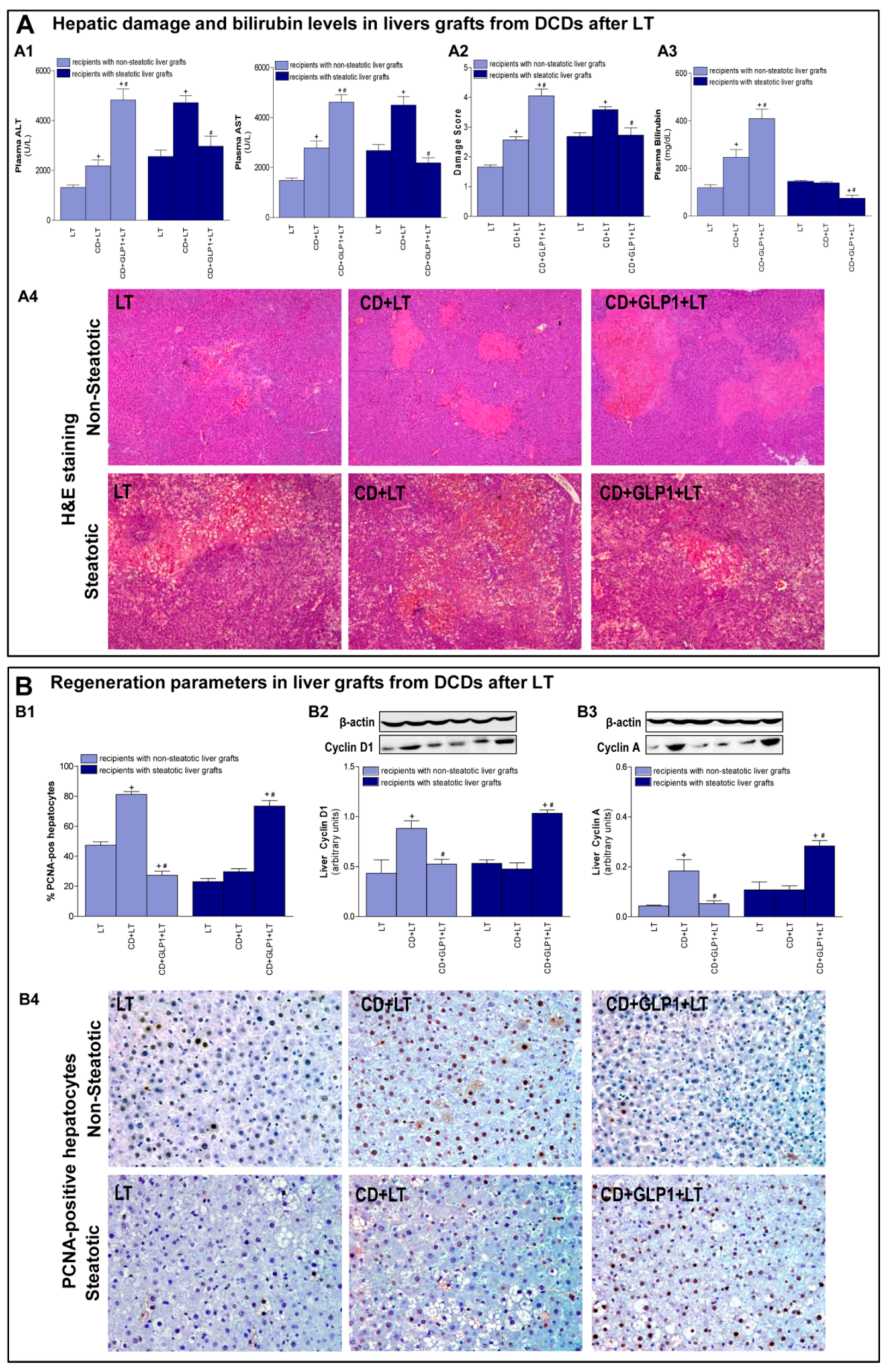 Cells 08 01599 g002 Cells 08 01599 g002