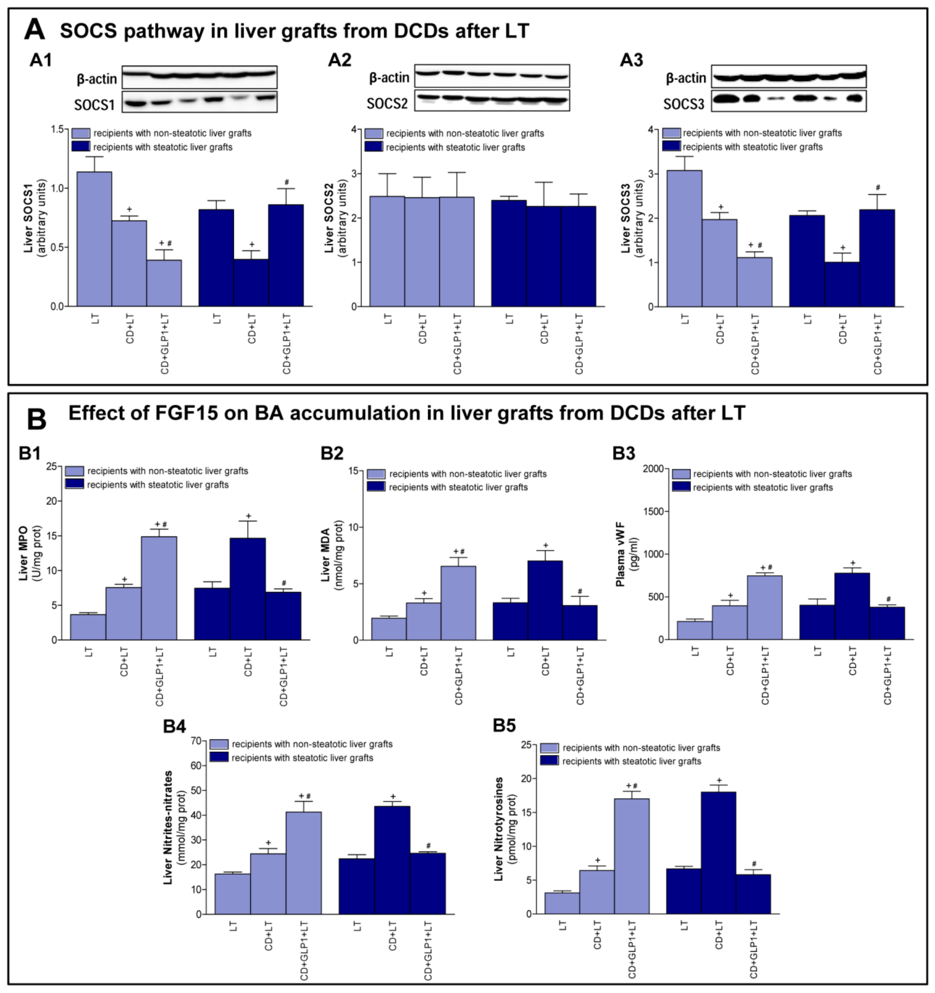 Cells 08 01599 g005 Cells 08 01599 g005