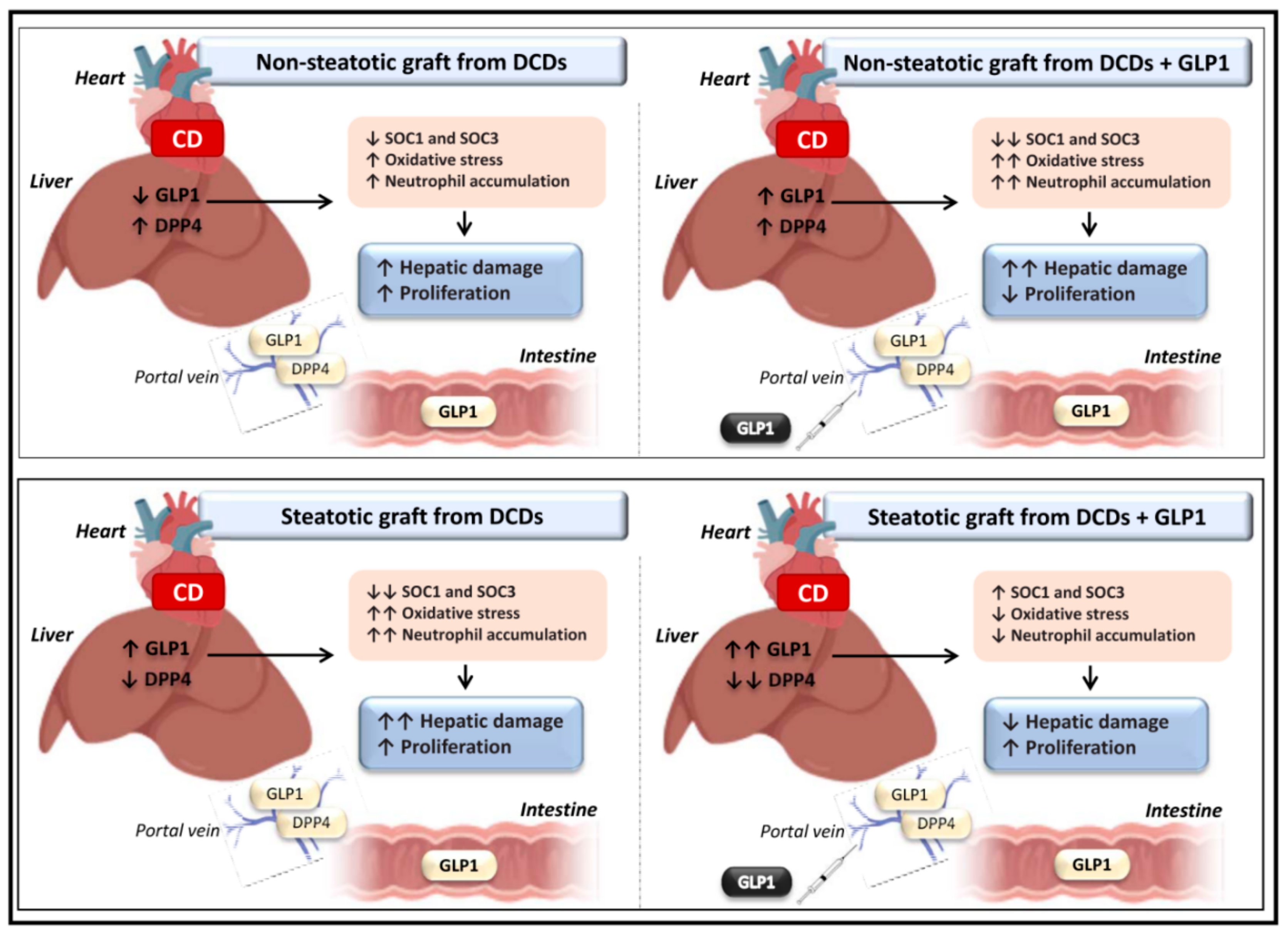 Cells 08 01599 g006 Cells 08 01599 g006