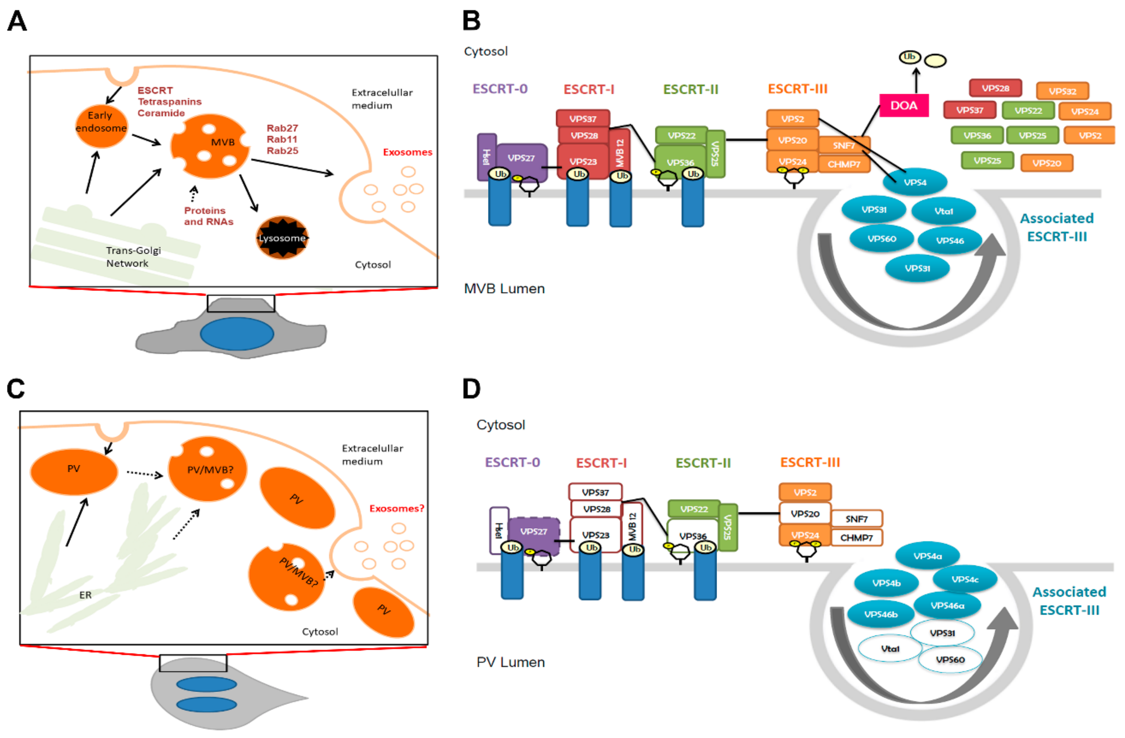 Cells Free Full Text Exosome Biogenesis In The Protozoa Parasite Giardia Lamblia A Model Of Reduced Interorganellar Crosstalk Html