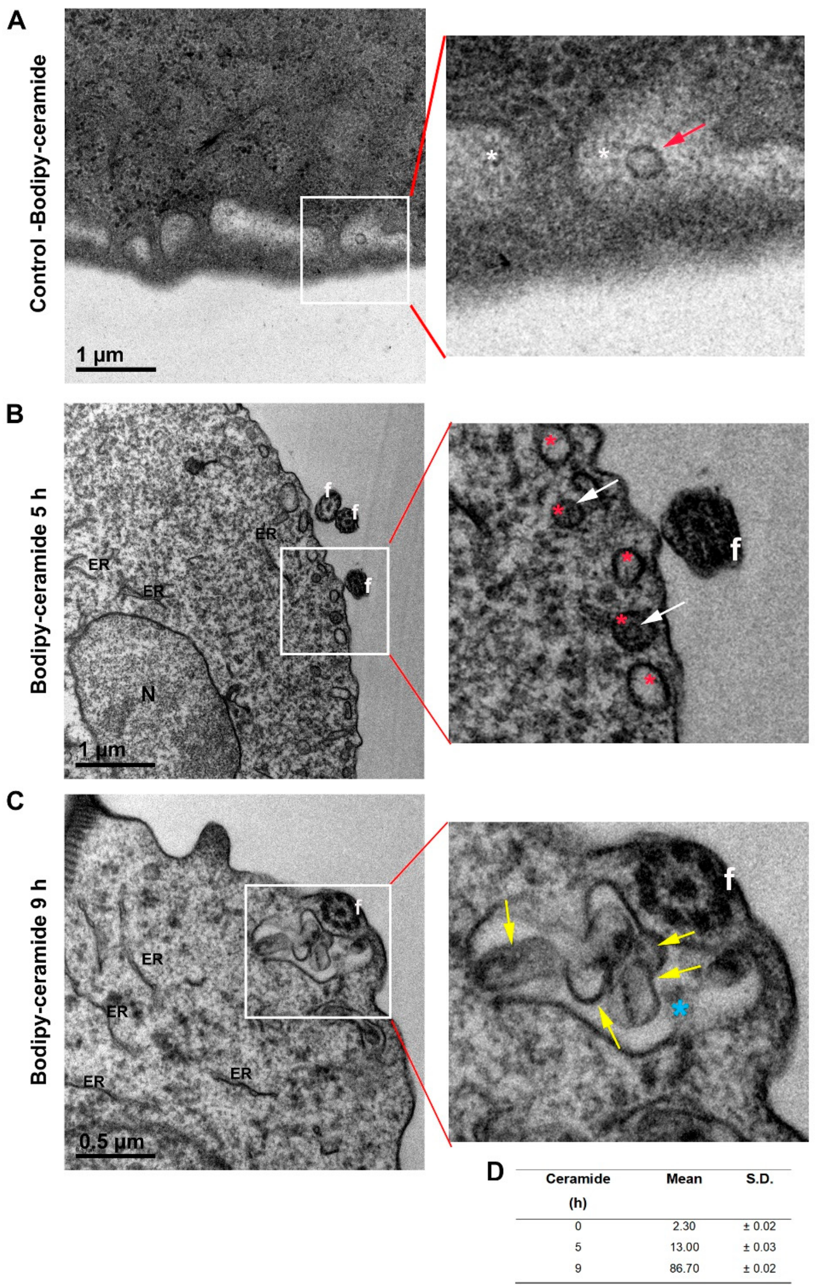 simptome de vigoare la om hpv en el ano sintomas
