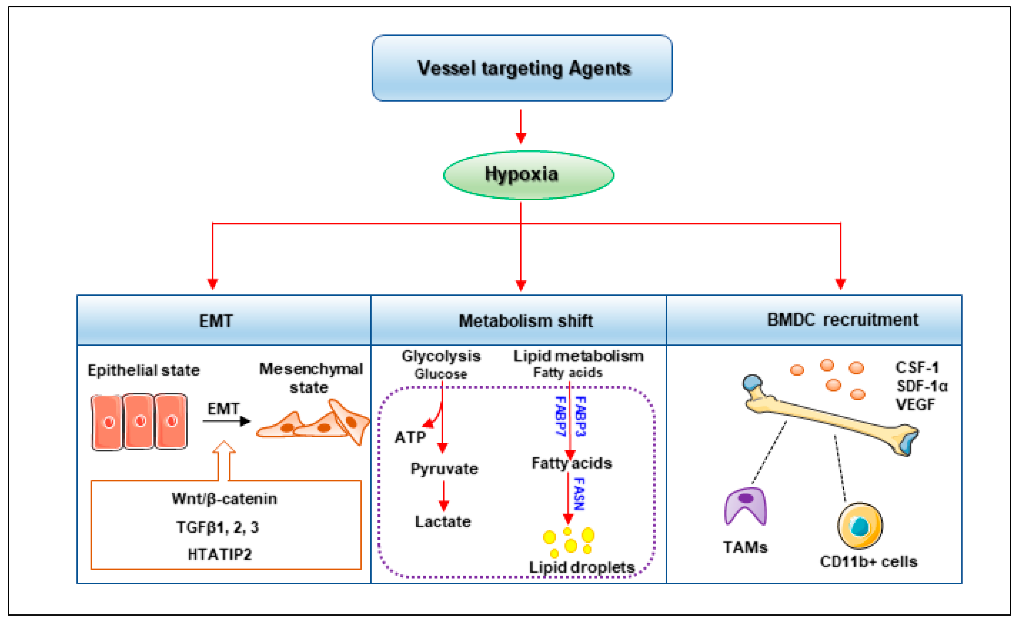 Cells 08 01602 g003 Cells 08 01602 g003